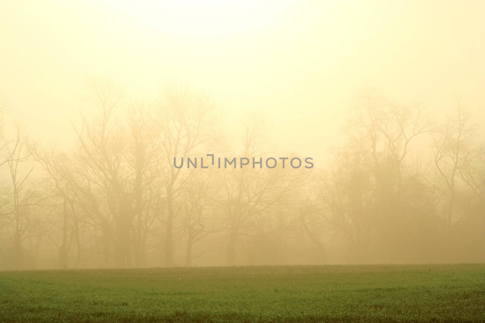 Foggy trees with sun