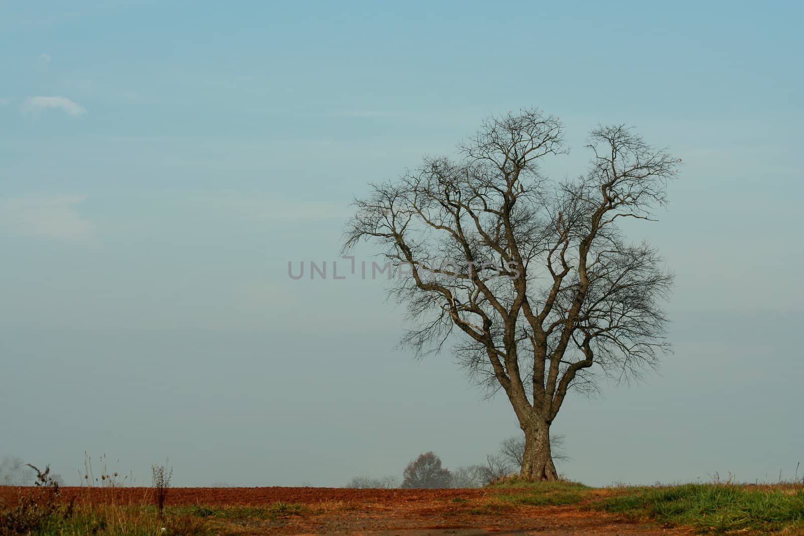 A Large tree in a field