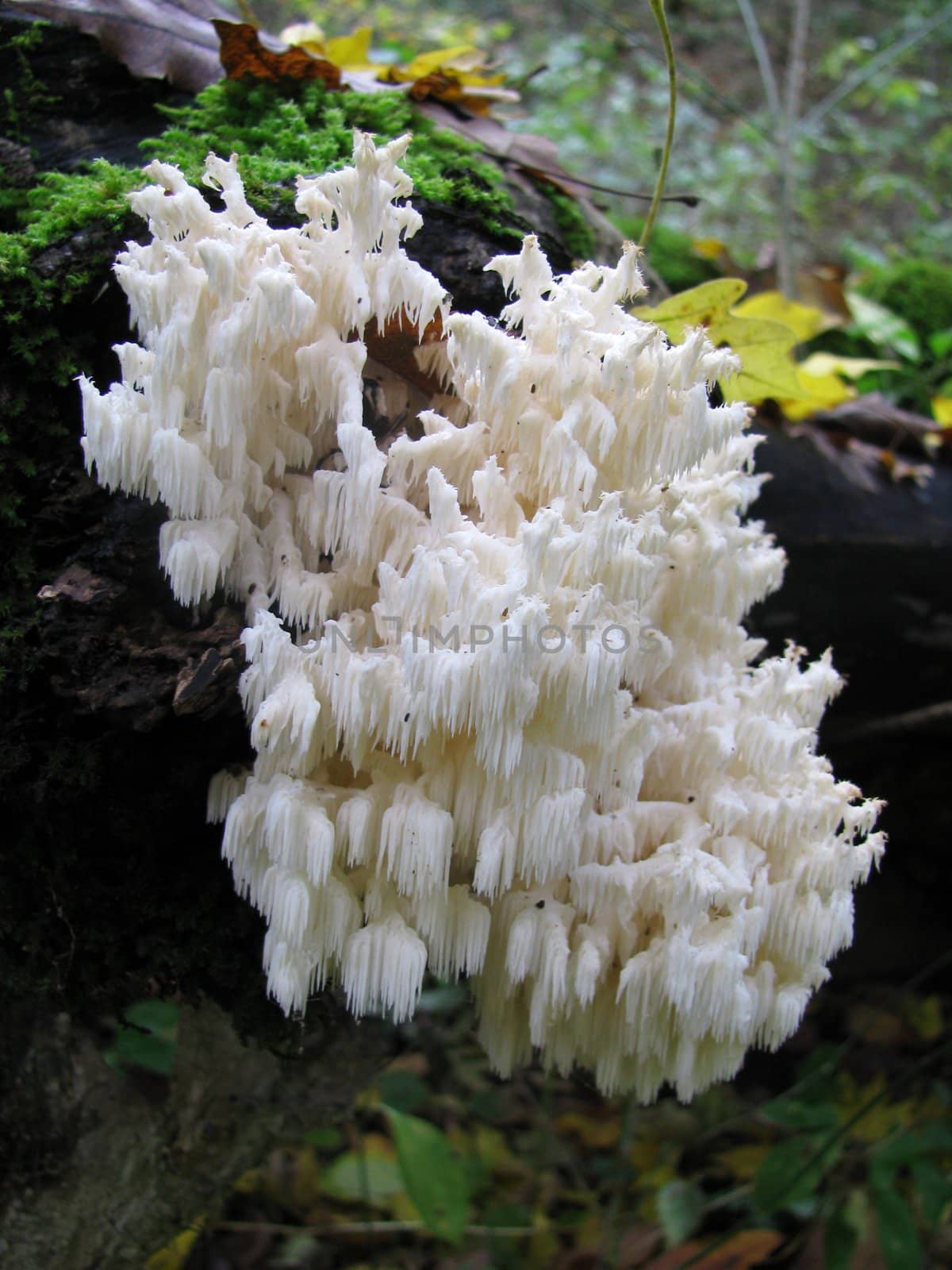 Mushrooms; wood; hats; leaves; foliage; poison; dew; a background; a kind