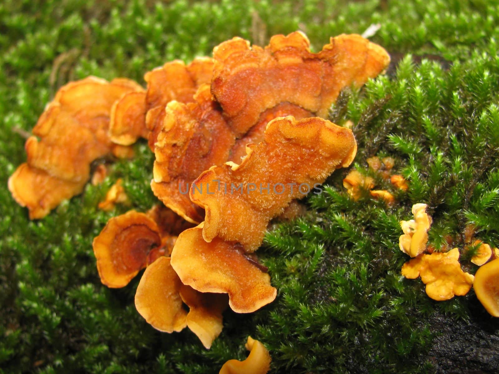 Mushrooms; wood; hats; leaves; foliage; poison; dew; a background; a kind