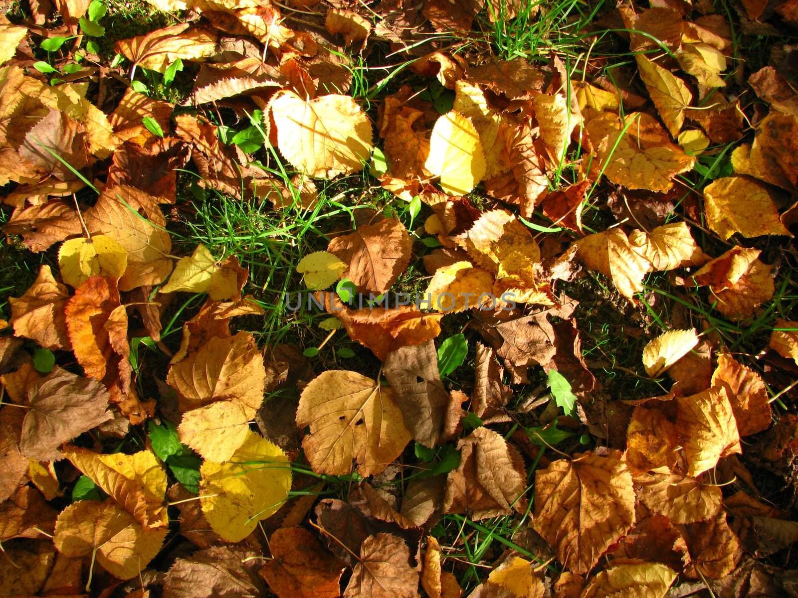 Autumn; flora, day, leaves; ecology; the yellow; gold, bright, foliage