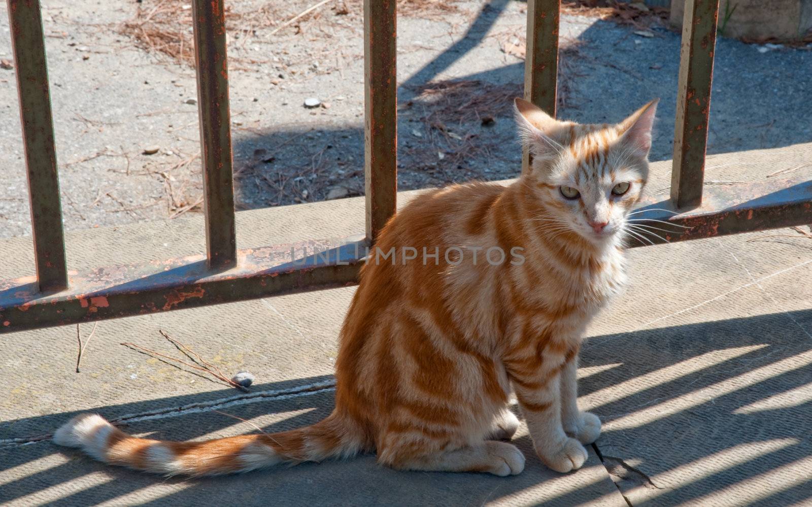Orange tabby cat in Florence Italy