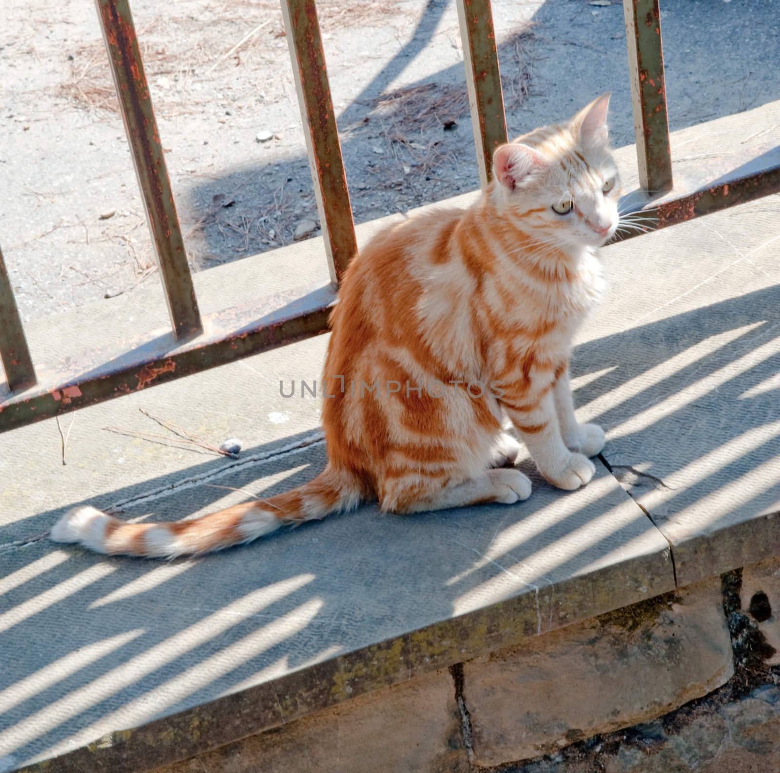 Orange tabby cat in Florence Italy