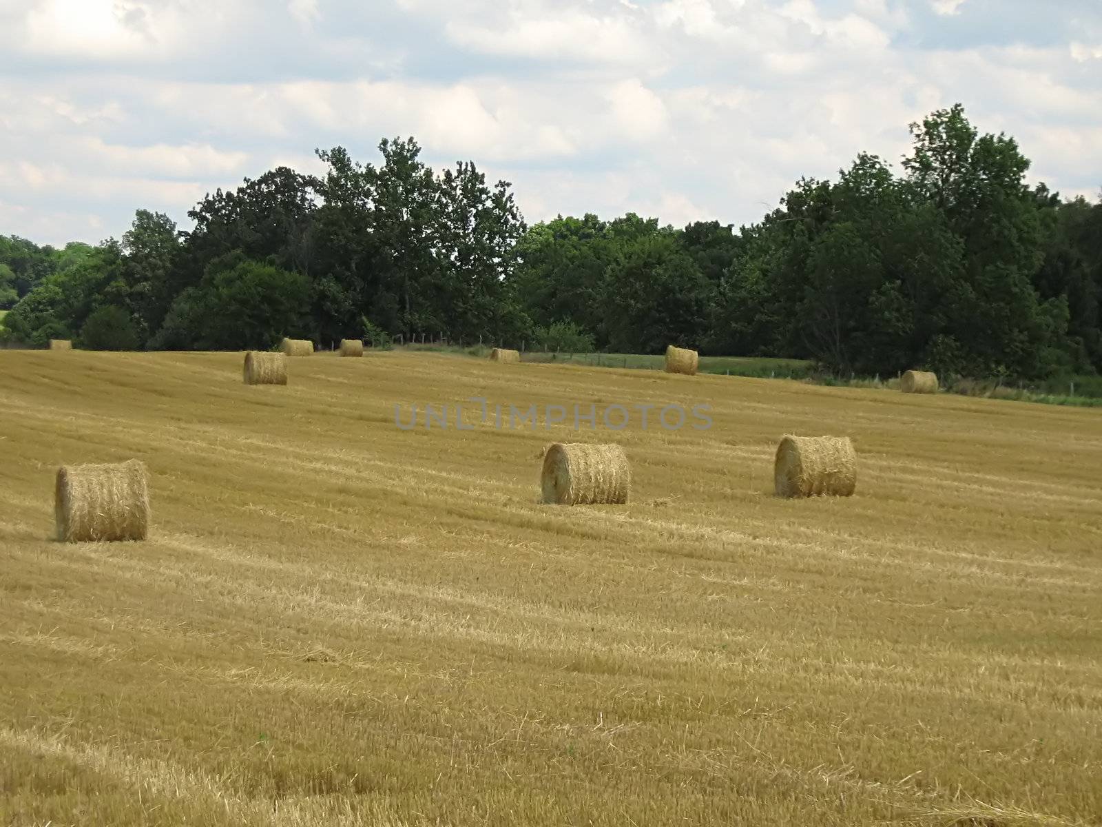 A photograph of hay bales in a field.