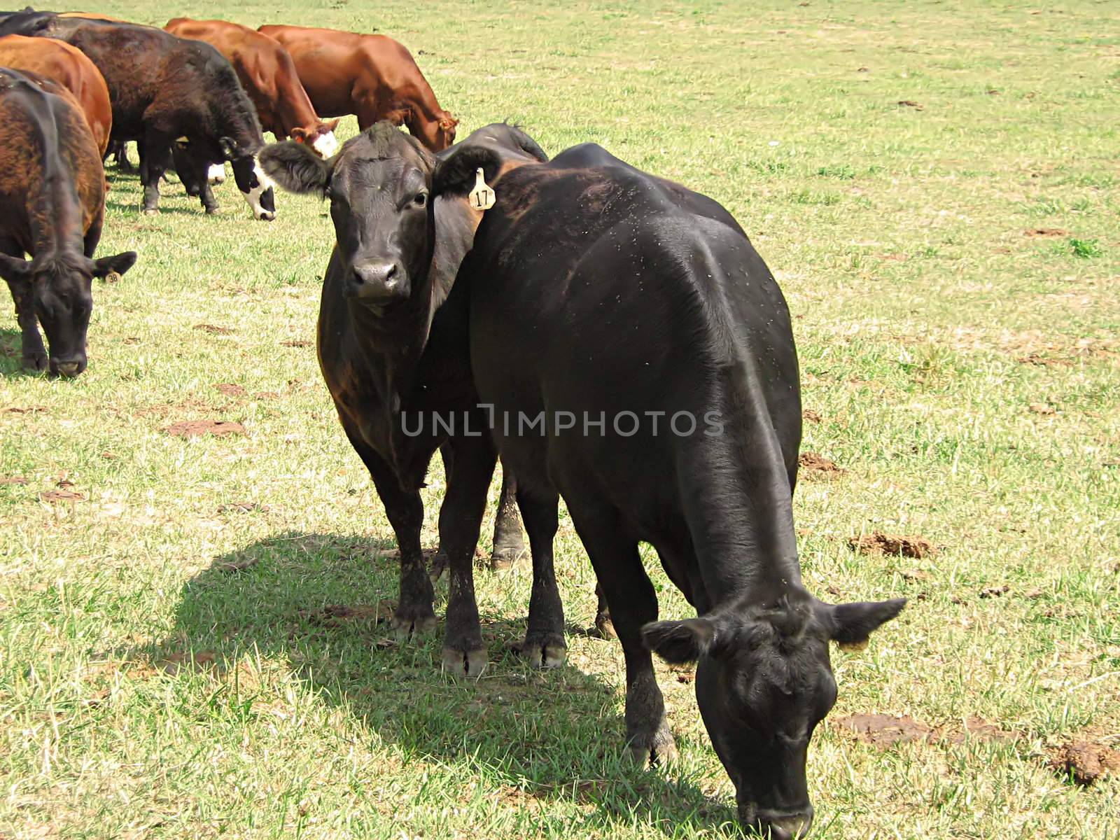 Grazing Cattle by llyr8