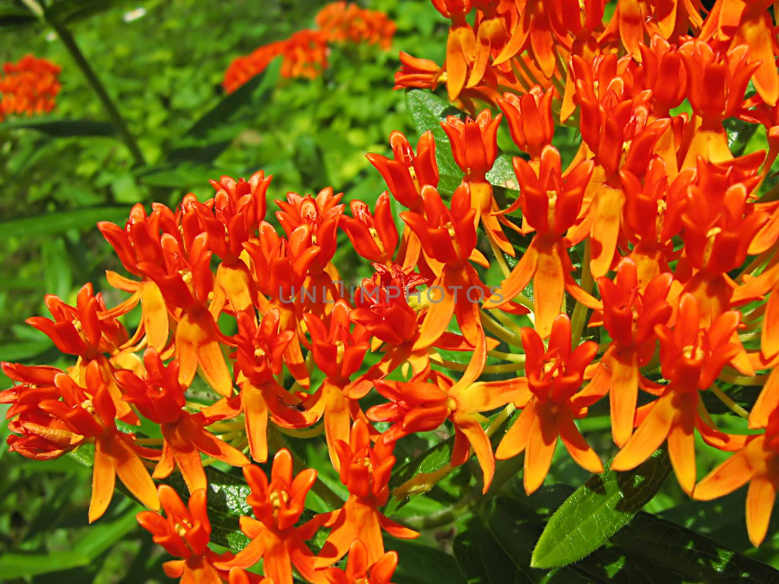 A photograph of an orange flower in a garden.