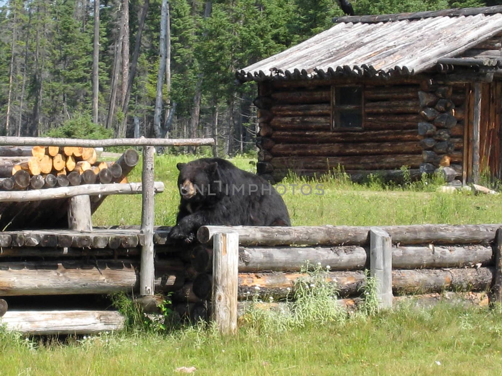 Black bear posing in Saint Felicien's zoo, Quebec