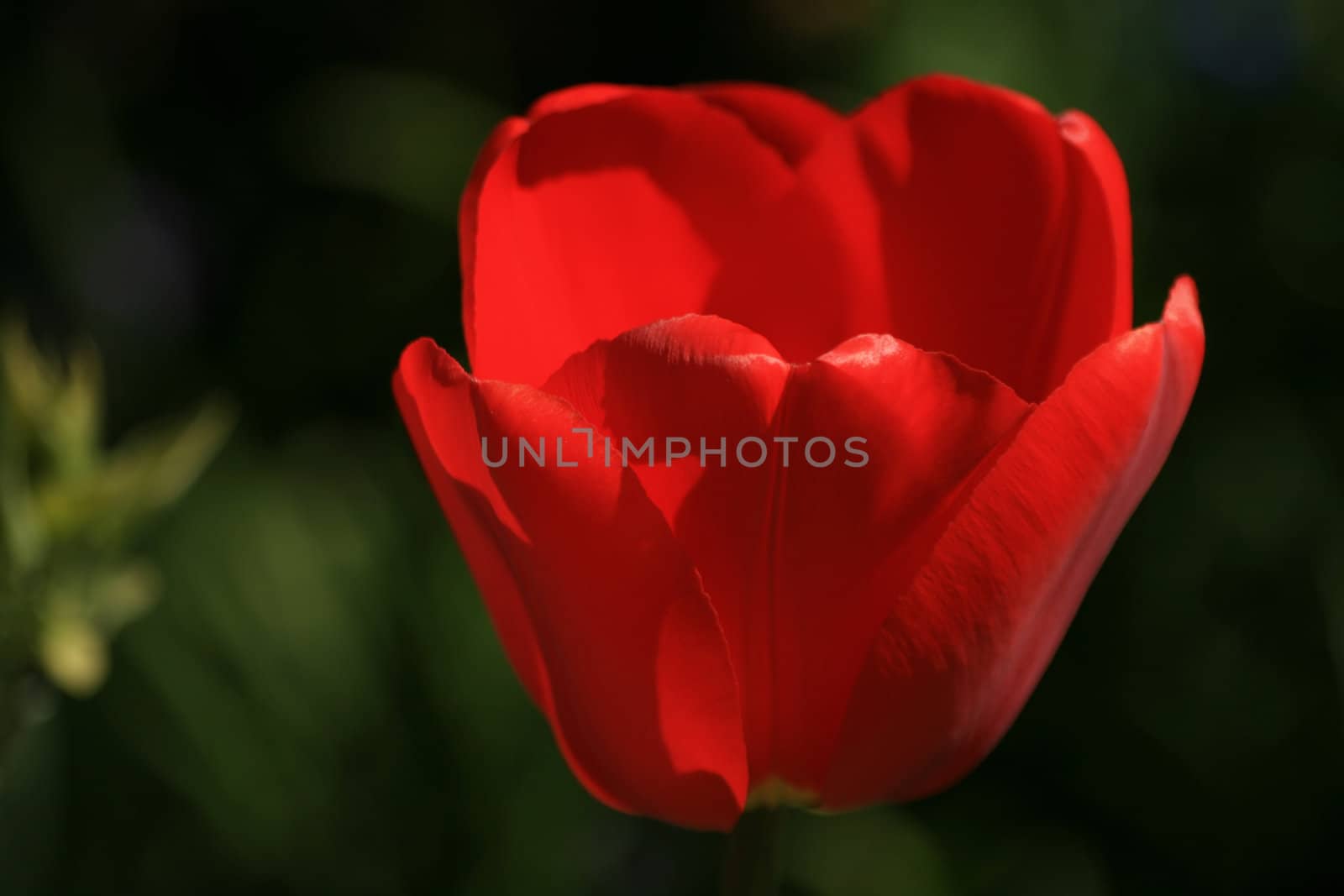 Bright red tulip big closeup