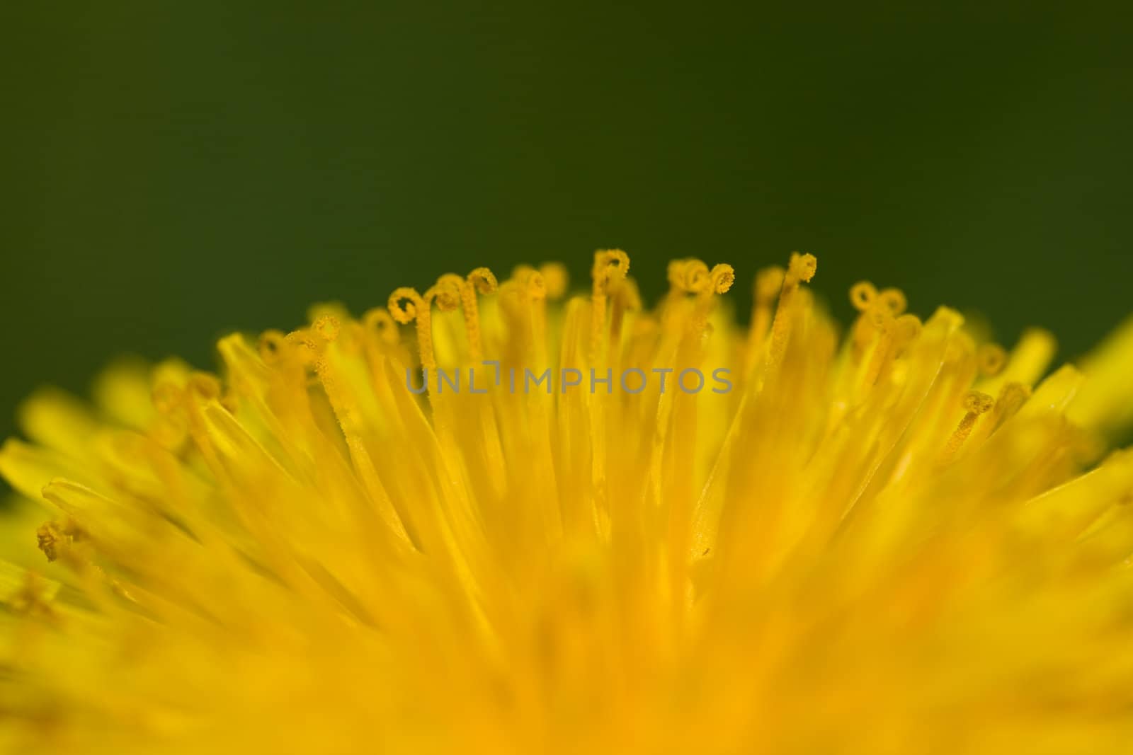 Soft thistle on green background macro