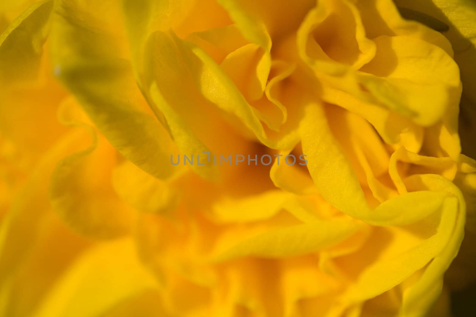 Yellow daffodil big closeup