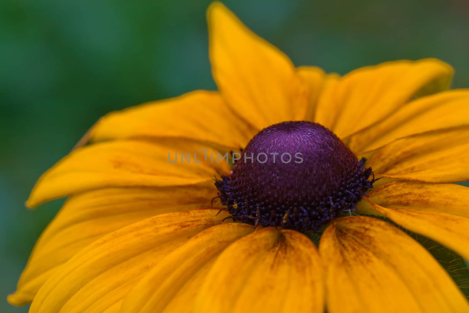 Yellow flower with dark middle macro