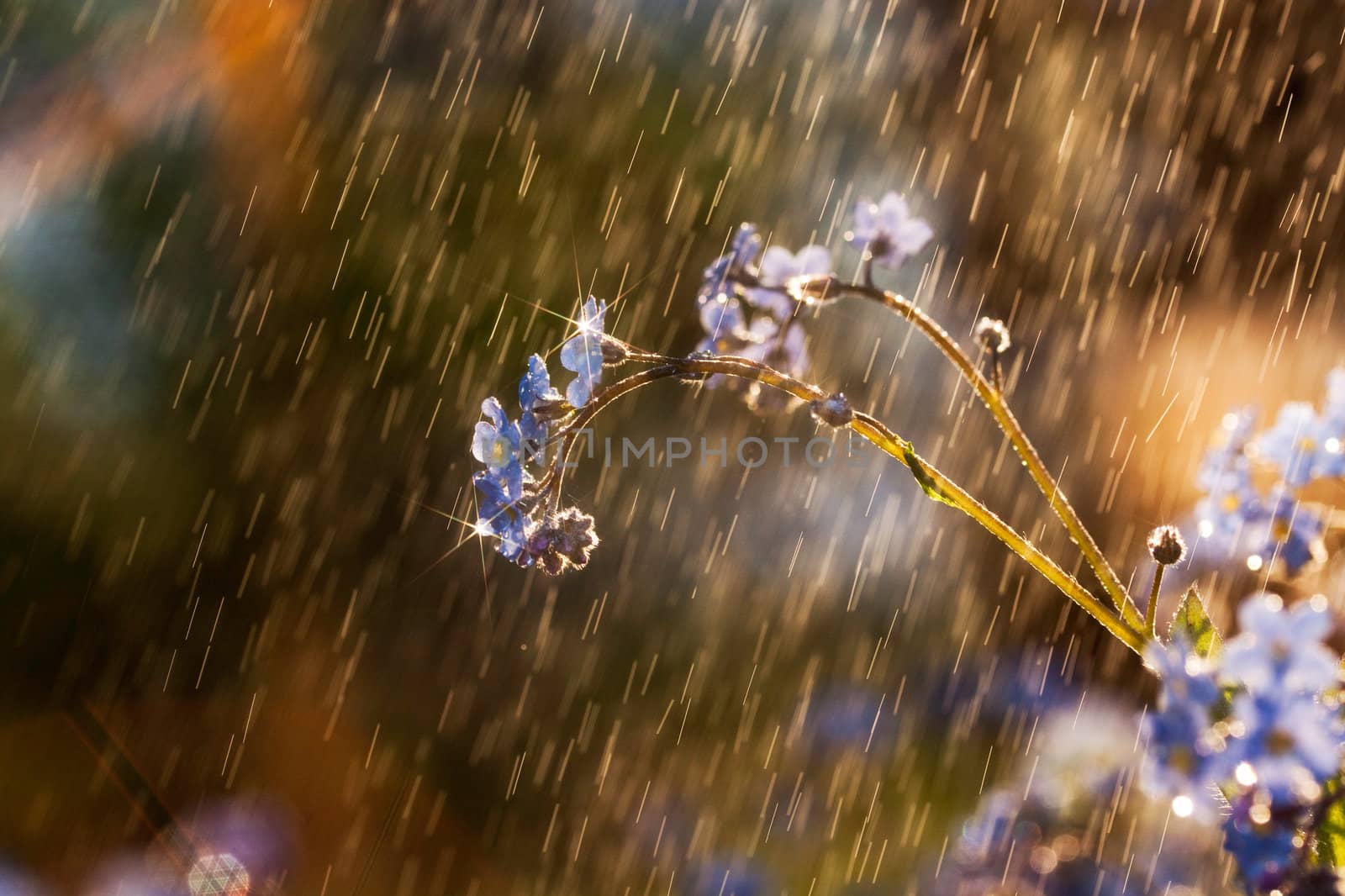 Forget-me-not flower in the rain macro