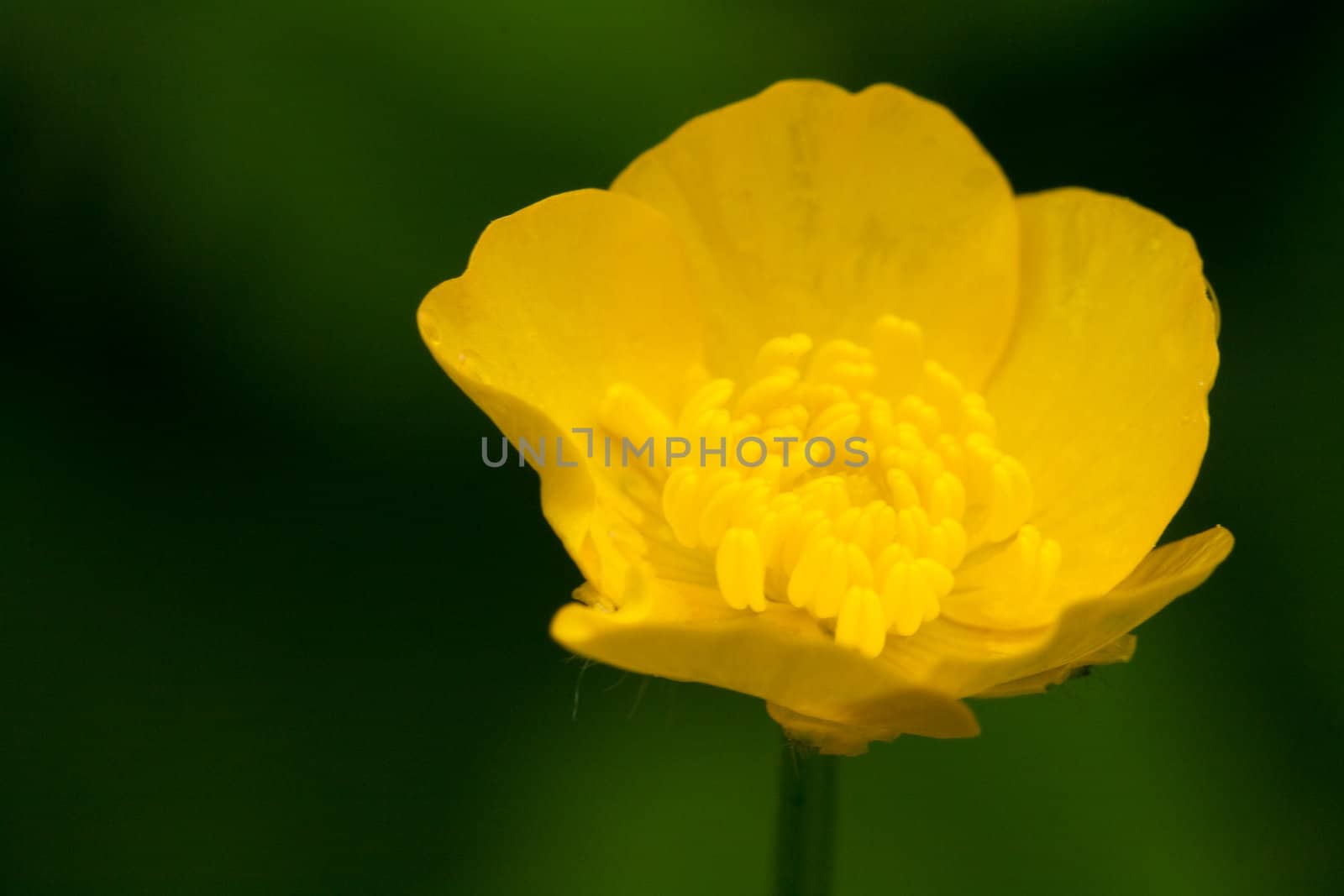 Marsh Marigold on the green background