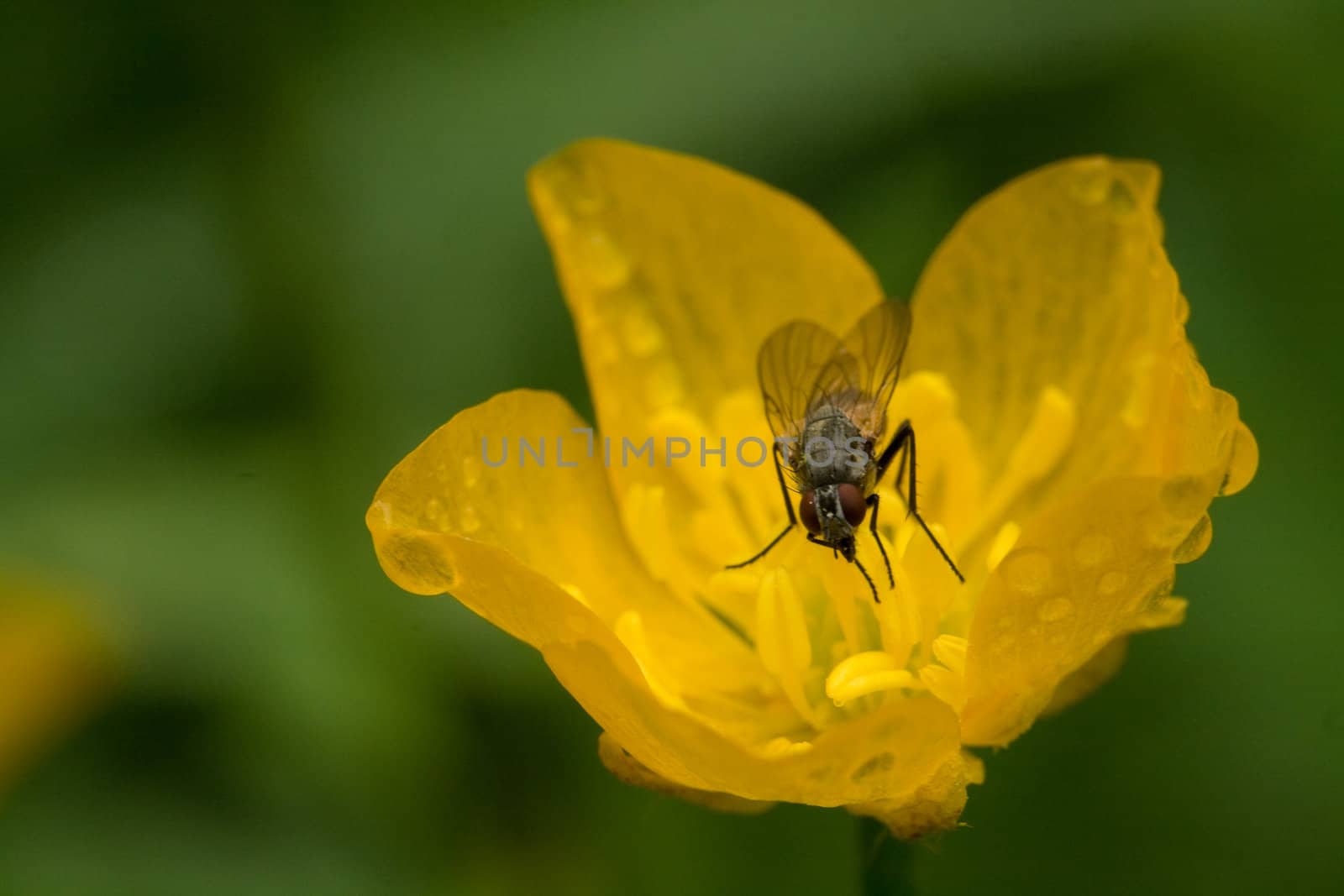 Marsh Marigold on the green background