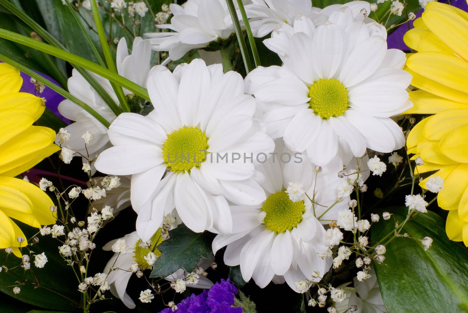 Beautiful bouquet with white camomiles