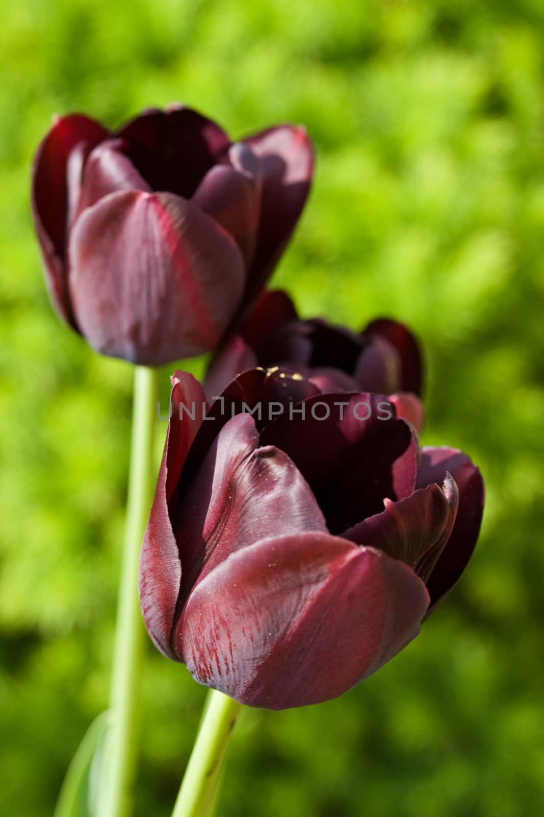 A pair of black tulips
