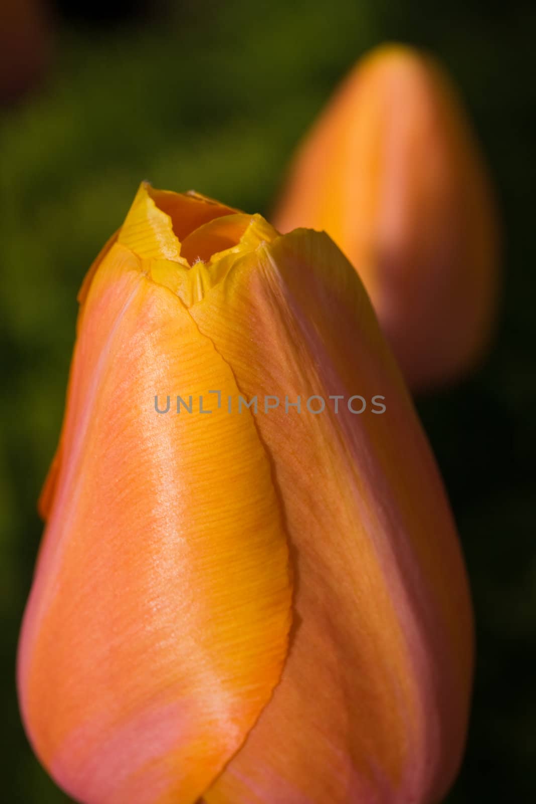 Pair of orange tulips macro