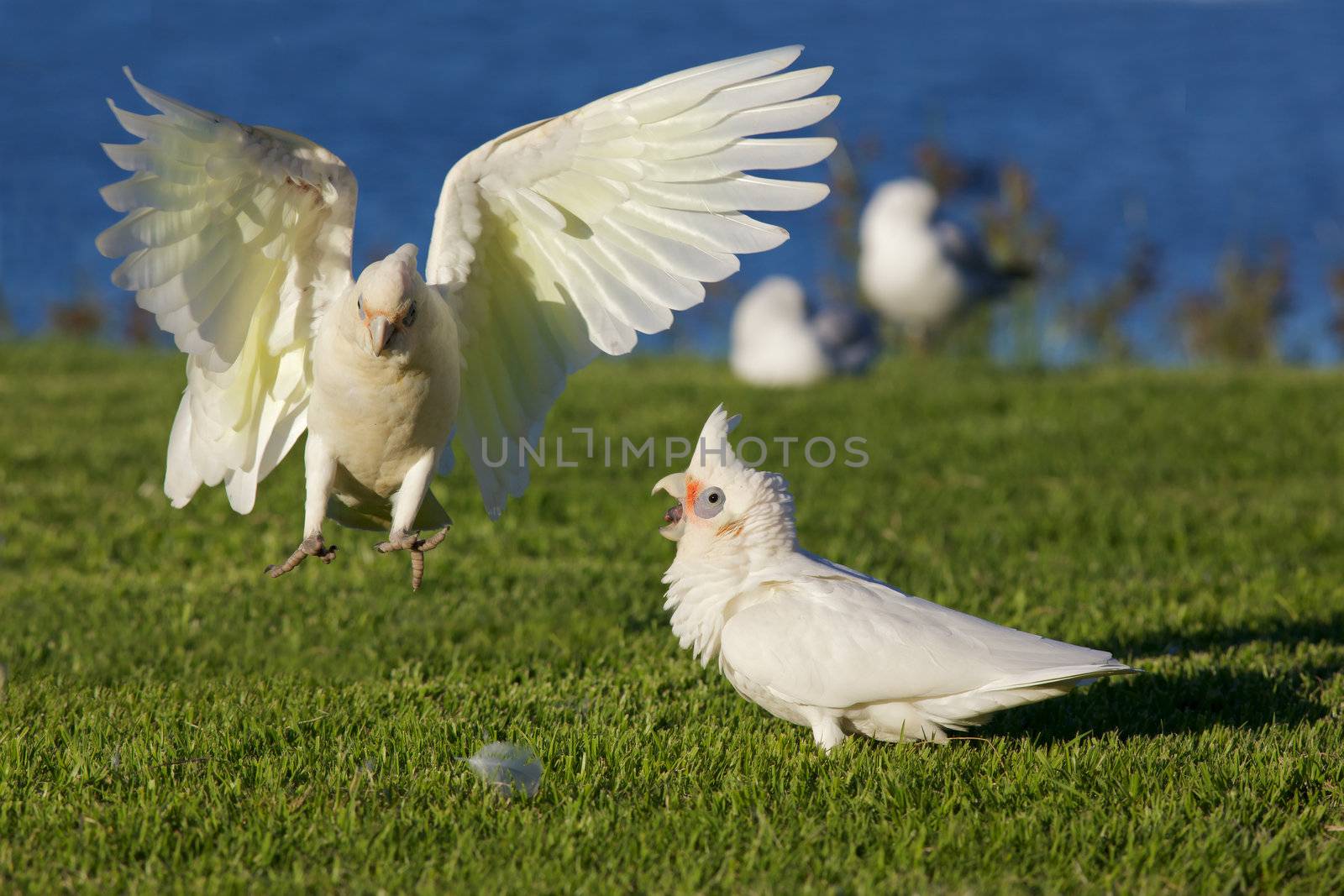 Little Corellas (Cacatua sanguinea) at Lake Monger, Perth, Western Australia.