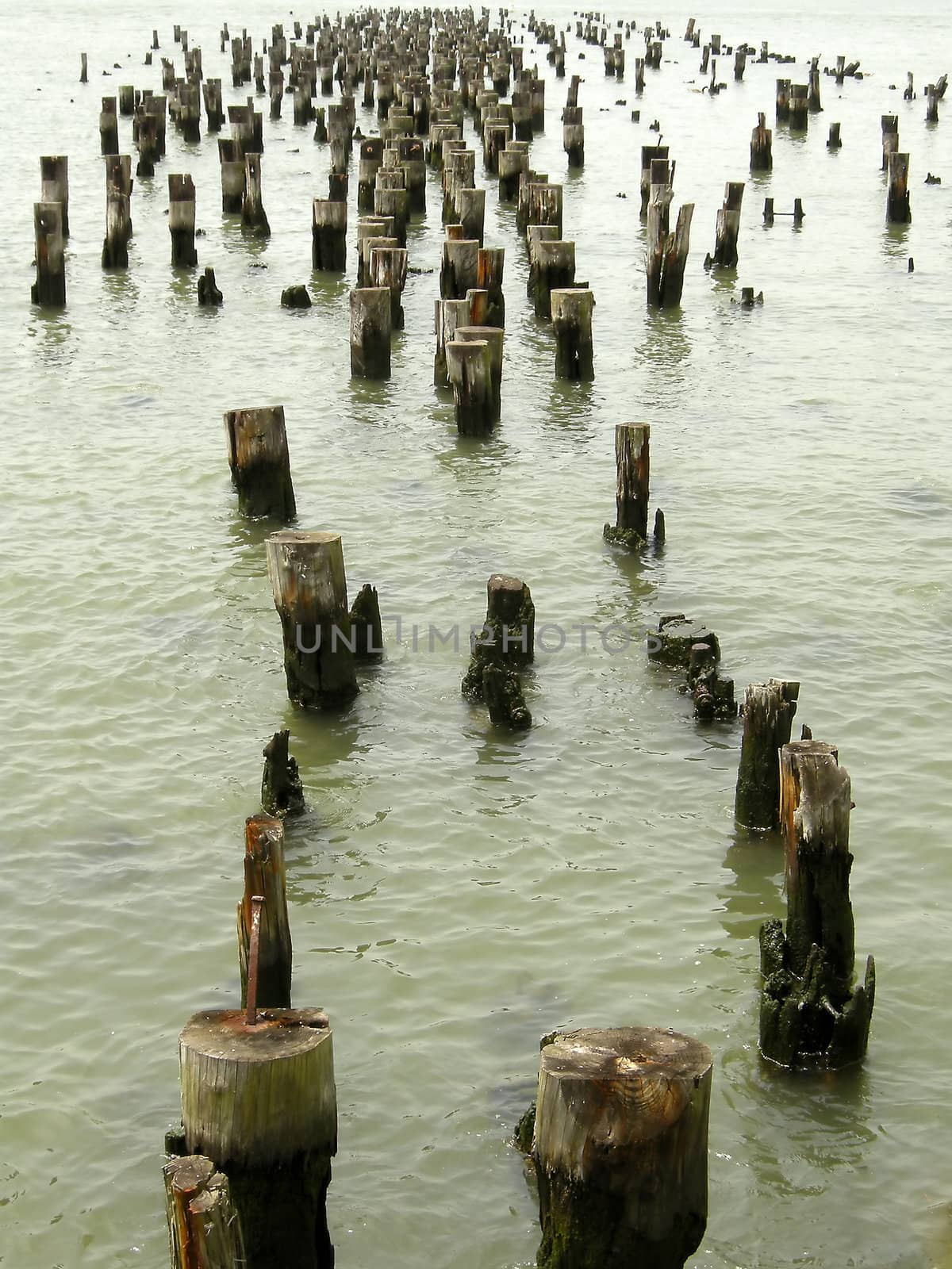 old wooden pylons in calm water, vertical photo