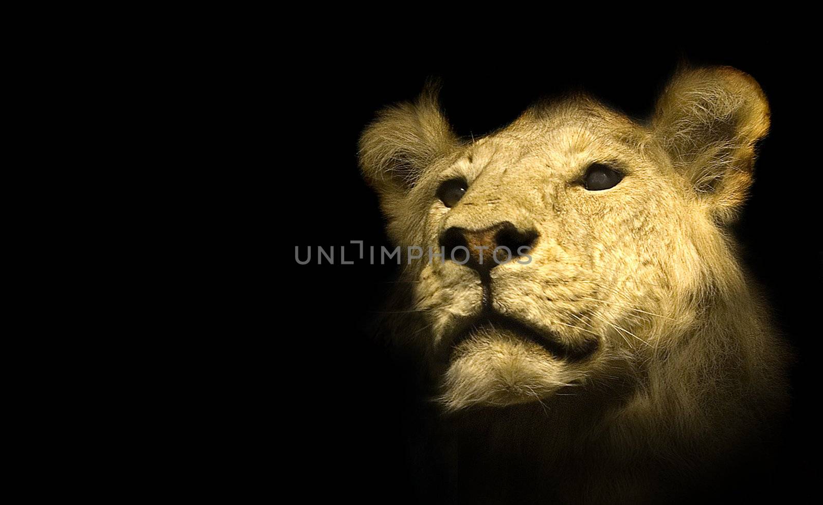 female lion head on black background