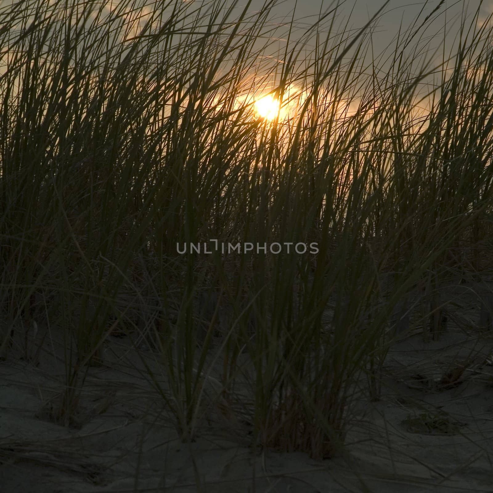 sun raising behind straws of grass