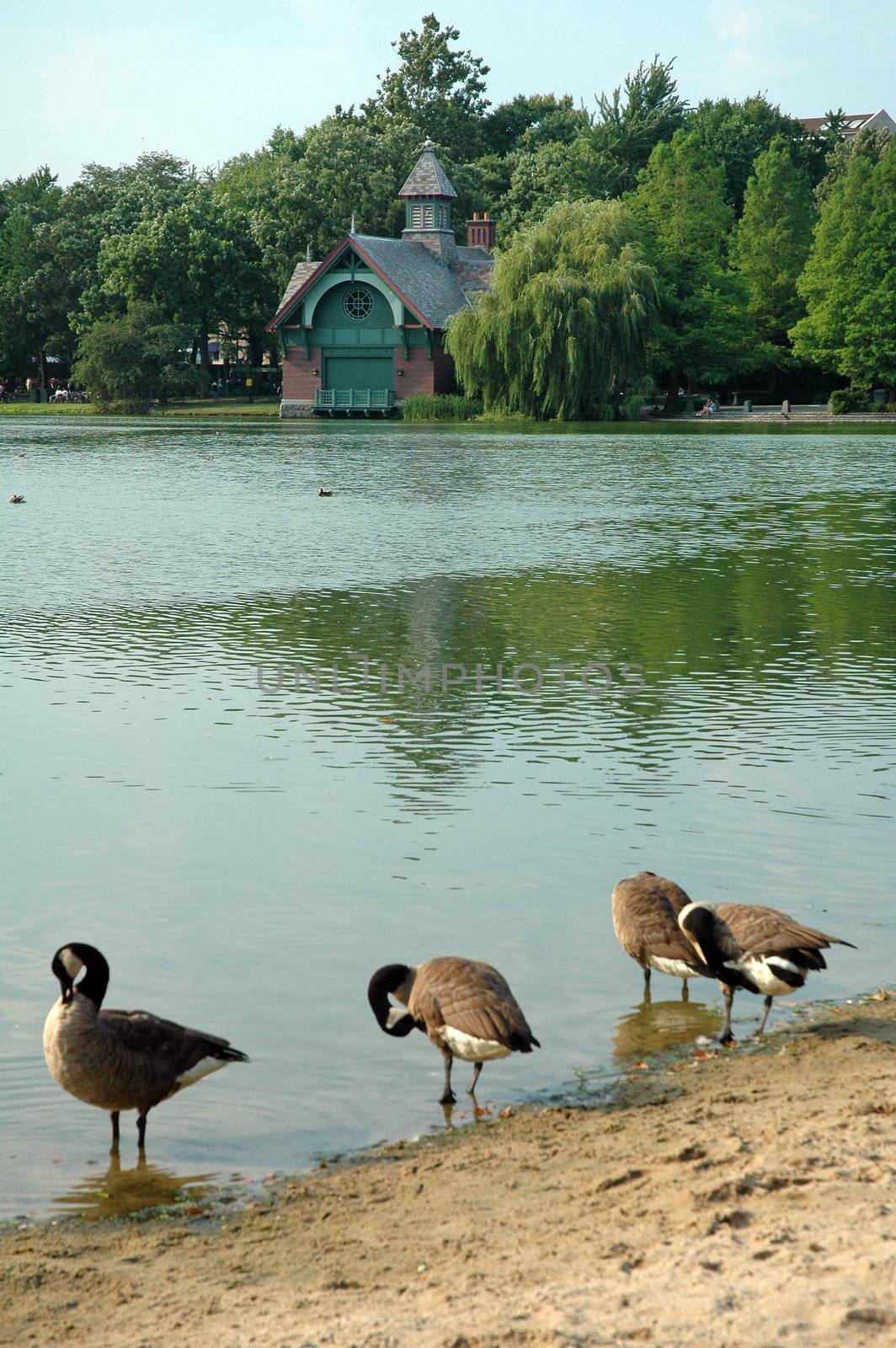 Dana Discovery Center overlooking 
Harlem Meer in Central Park, New York. ducks in foreground