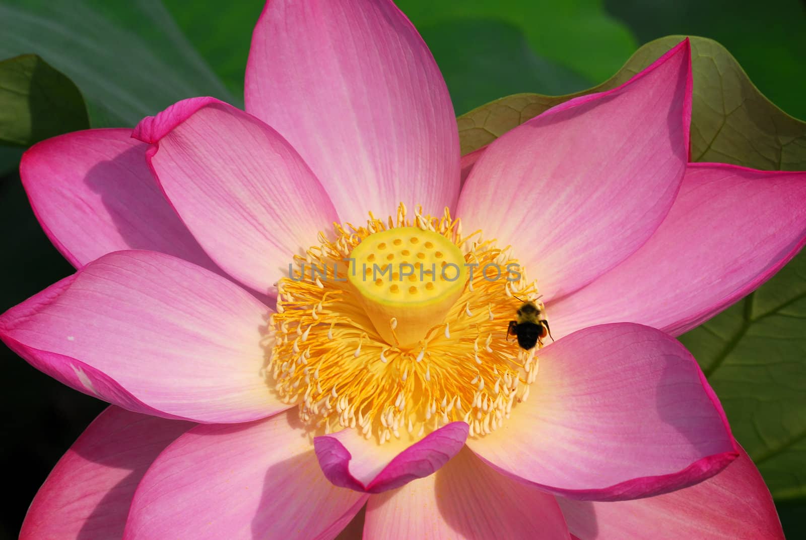 Close up detailed picture of a pink lotus flower