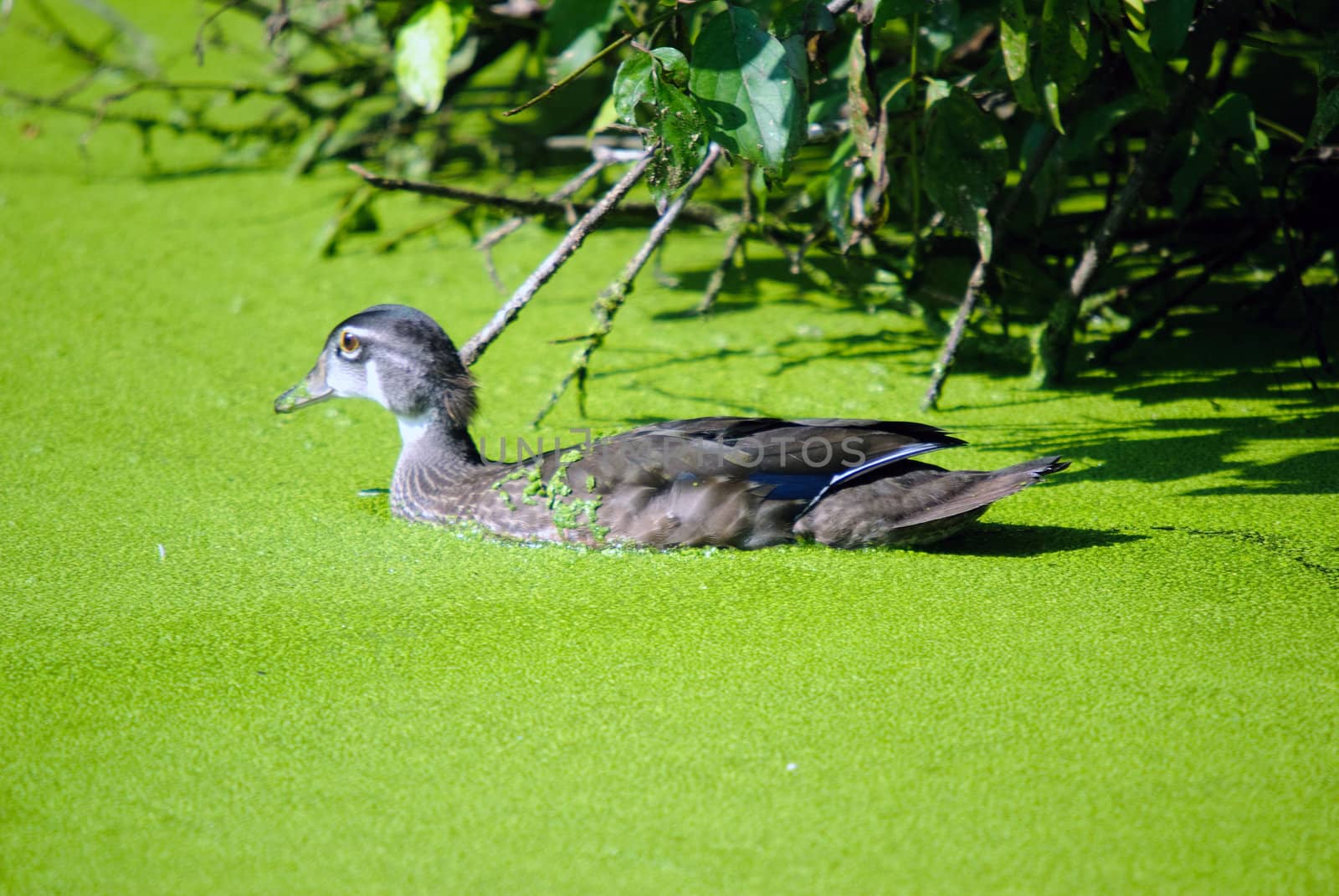 Close up portrait of a duck on a green pond