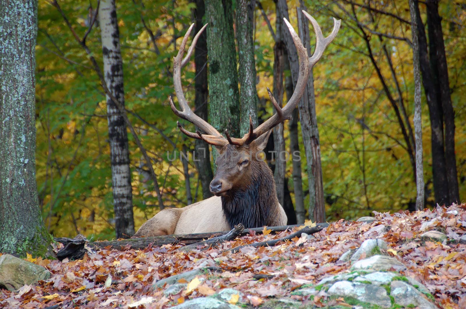 Wild elk on a beautifull day in autumn