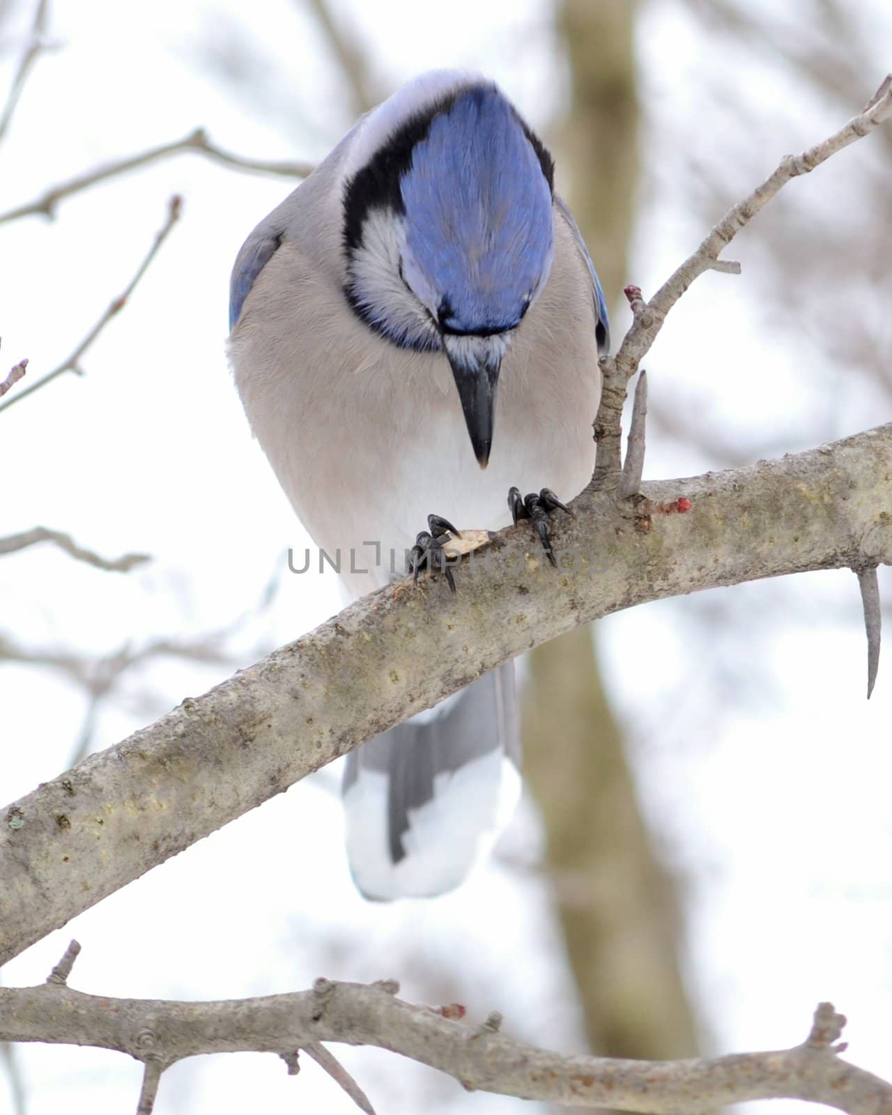 Blue jay by brm1949