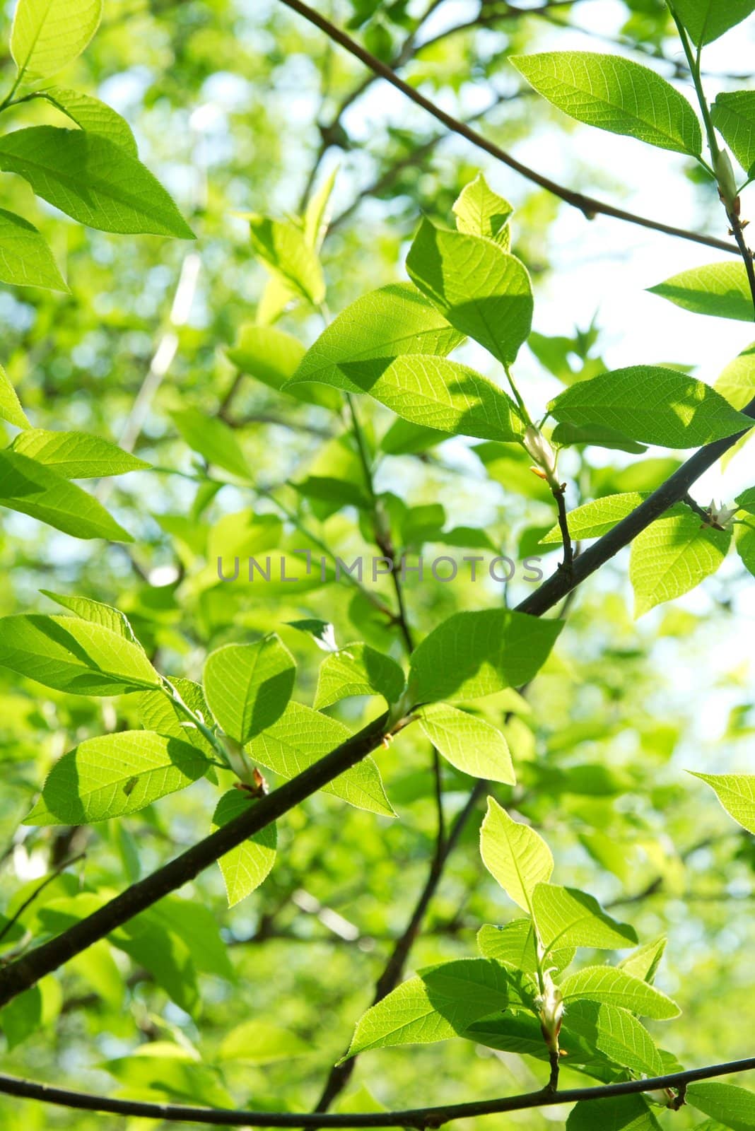 Fresh green leaves bright background