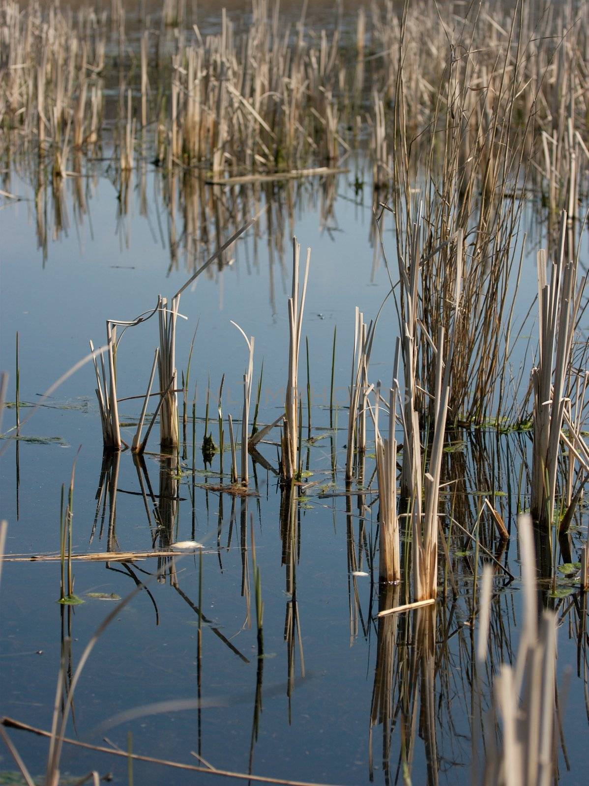 Detail of a swamp with some reed