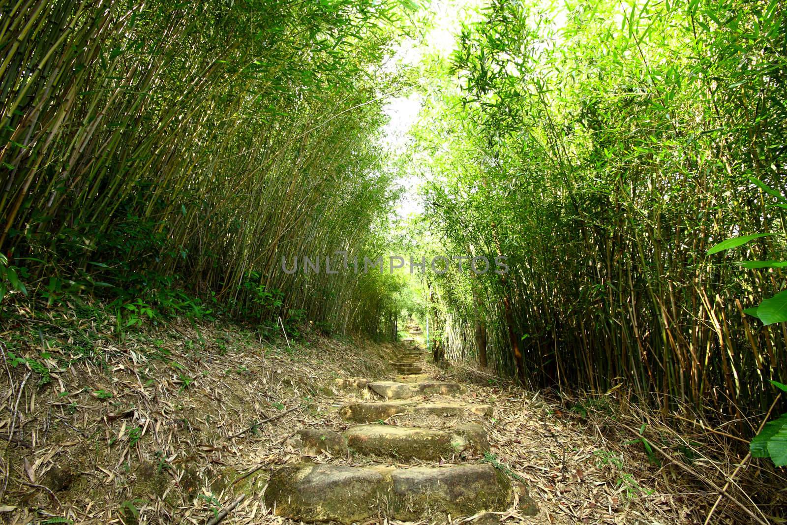 Bamboo lane in forest at day