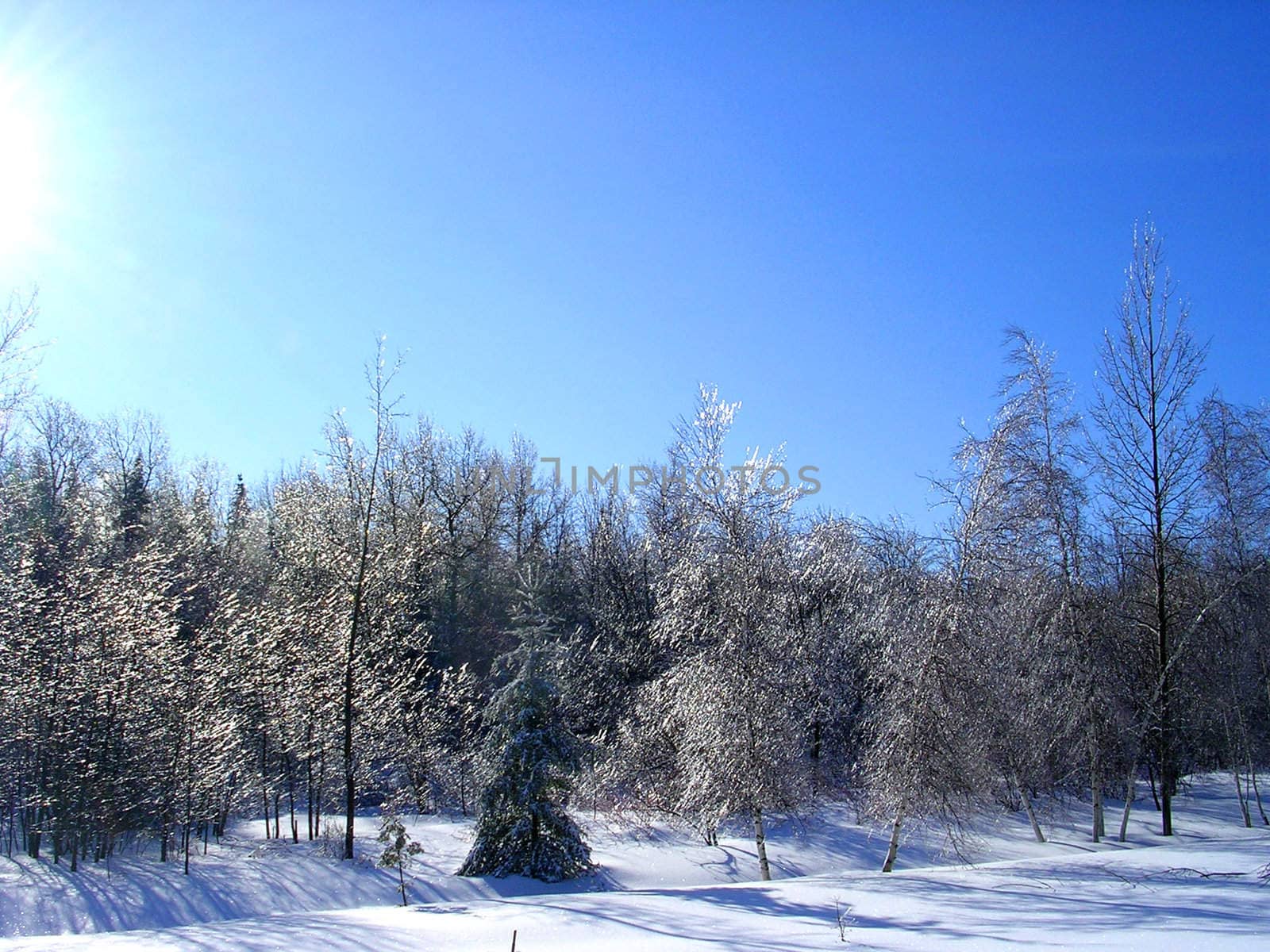 Enchanted lightning of the sun in the branches