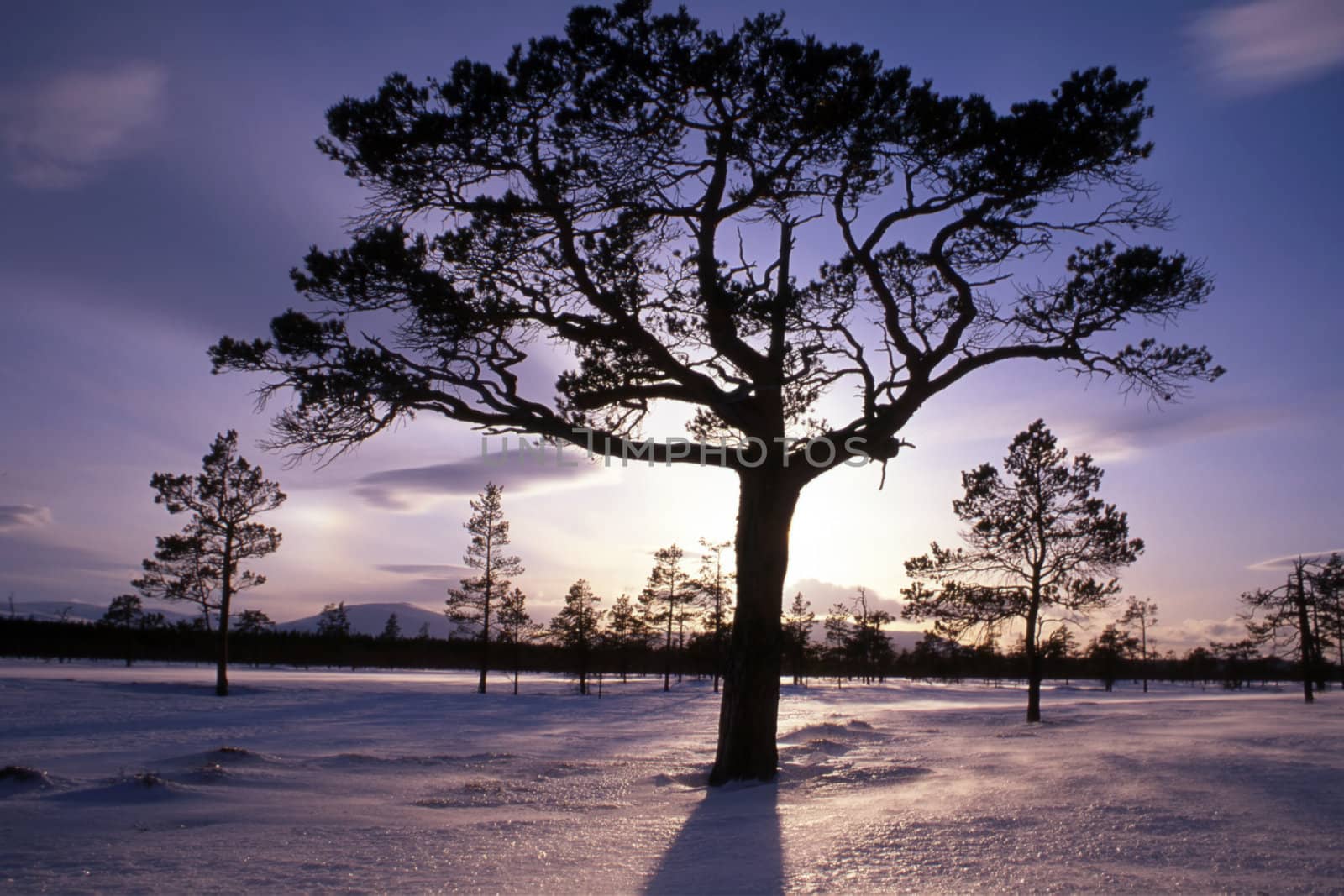 Trees in sunshine in winter.Snow and frozen land