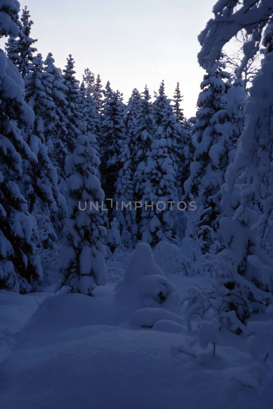 Big and snowy trees in the mountain of Sweden
