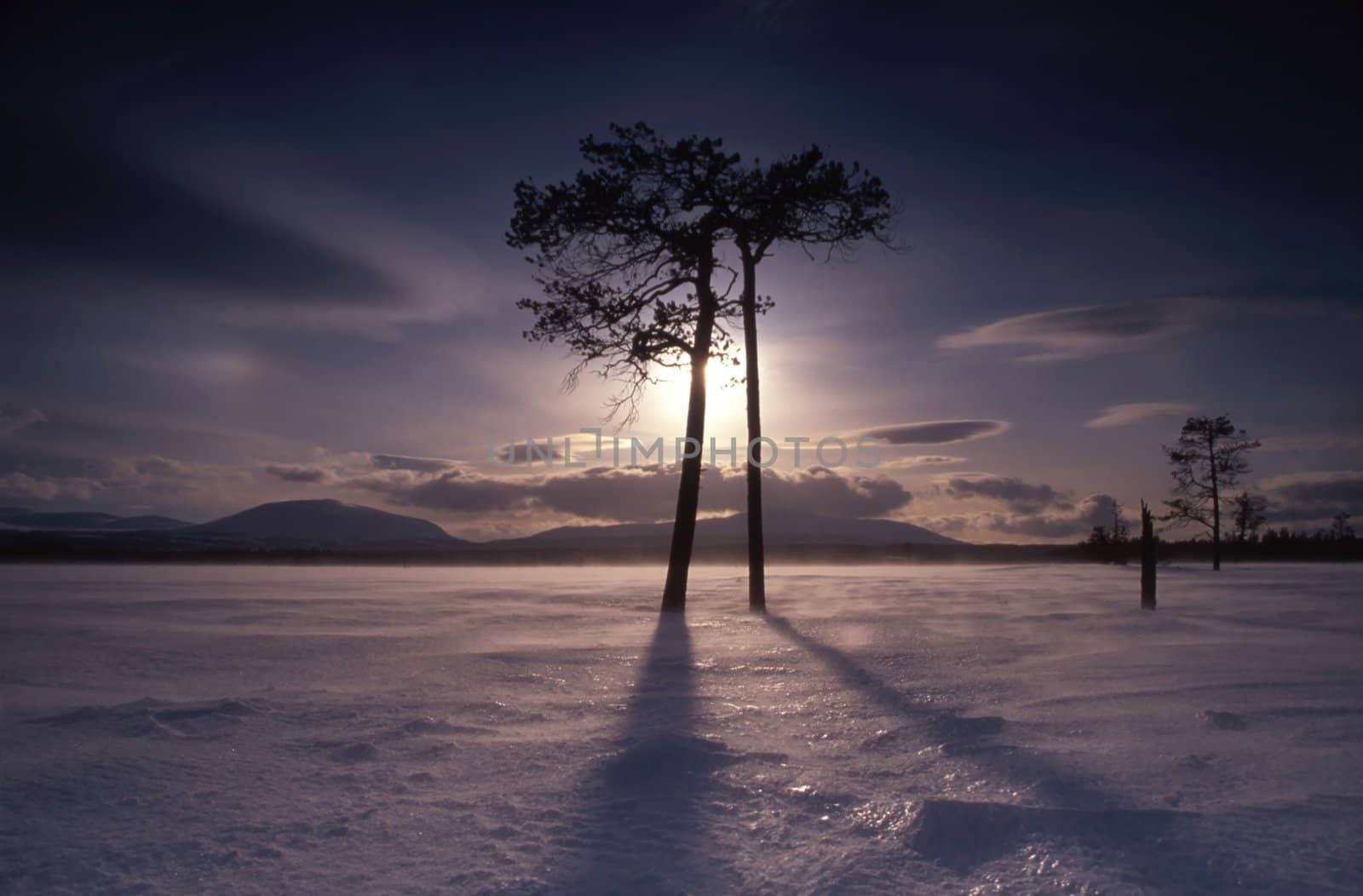 A couple of tall trees in the frozen land in winter