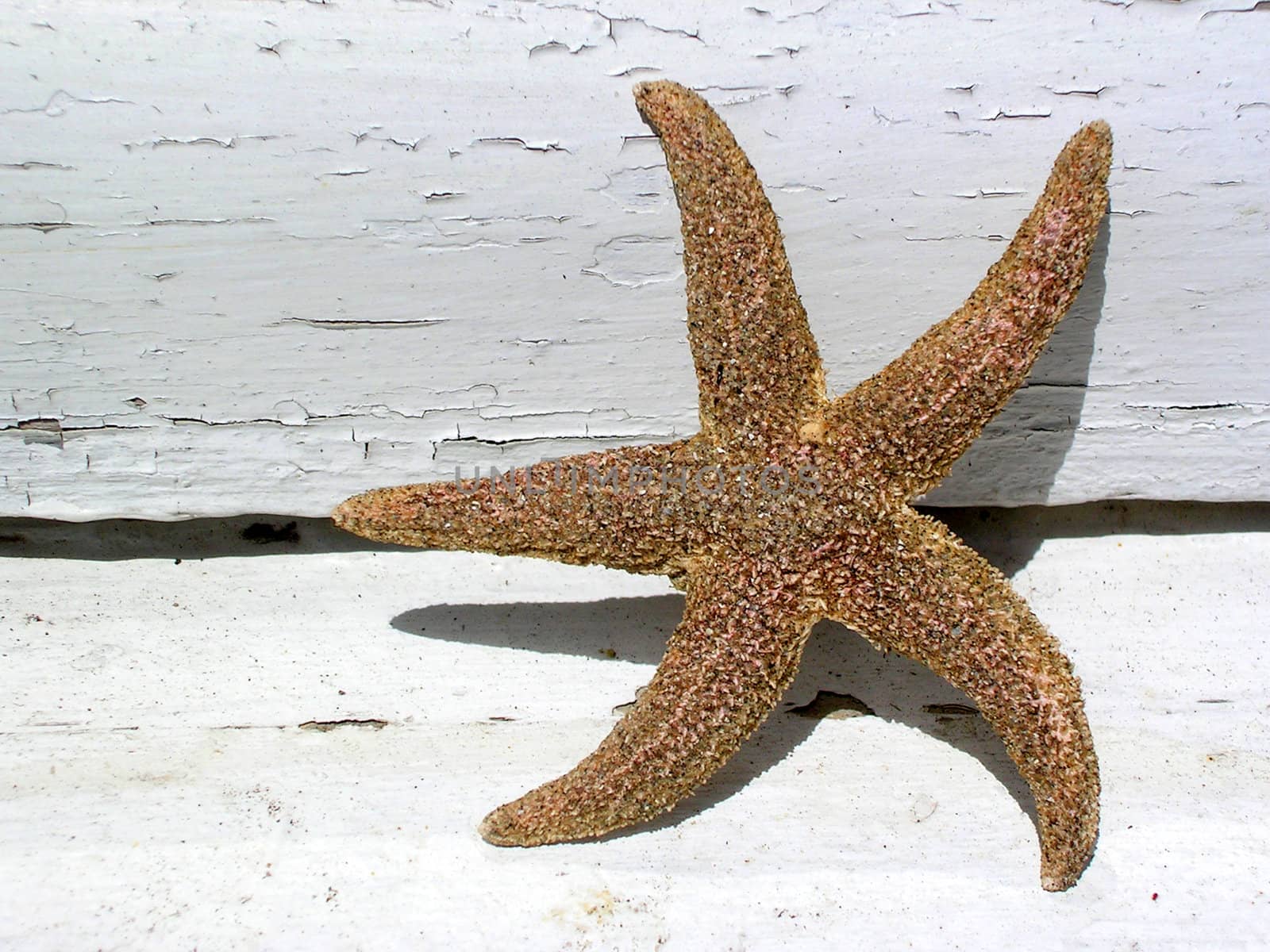 Starfish 4 by Karolus