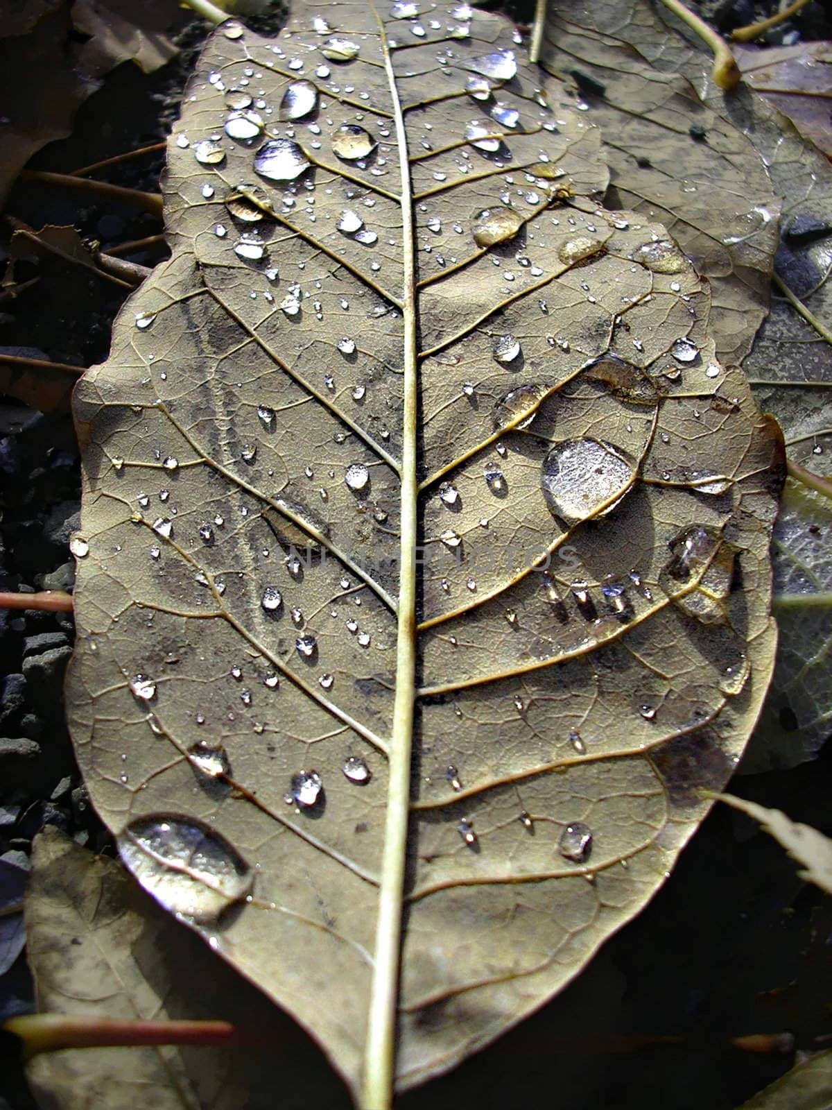 A macroscopic look on nature