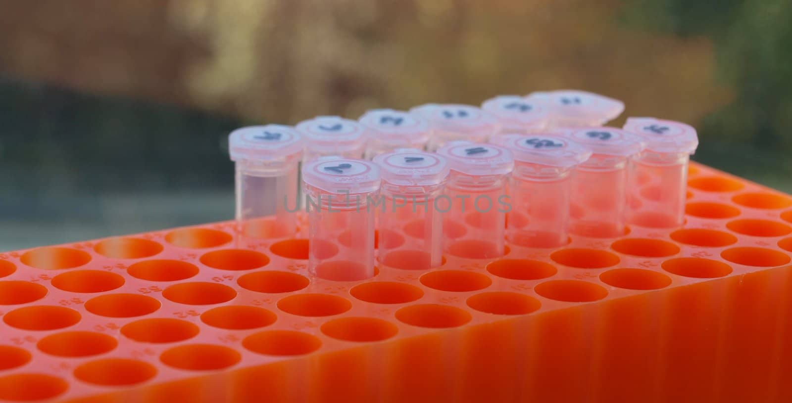 Experimental test tubes in a orange rack with green background