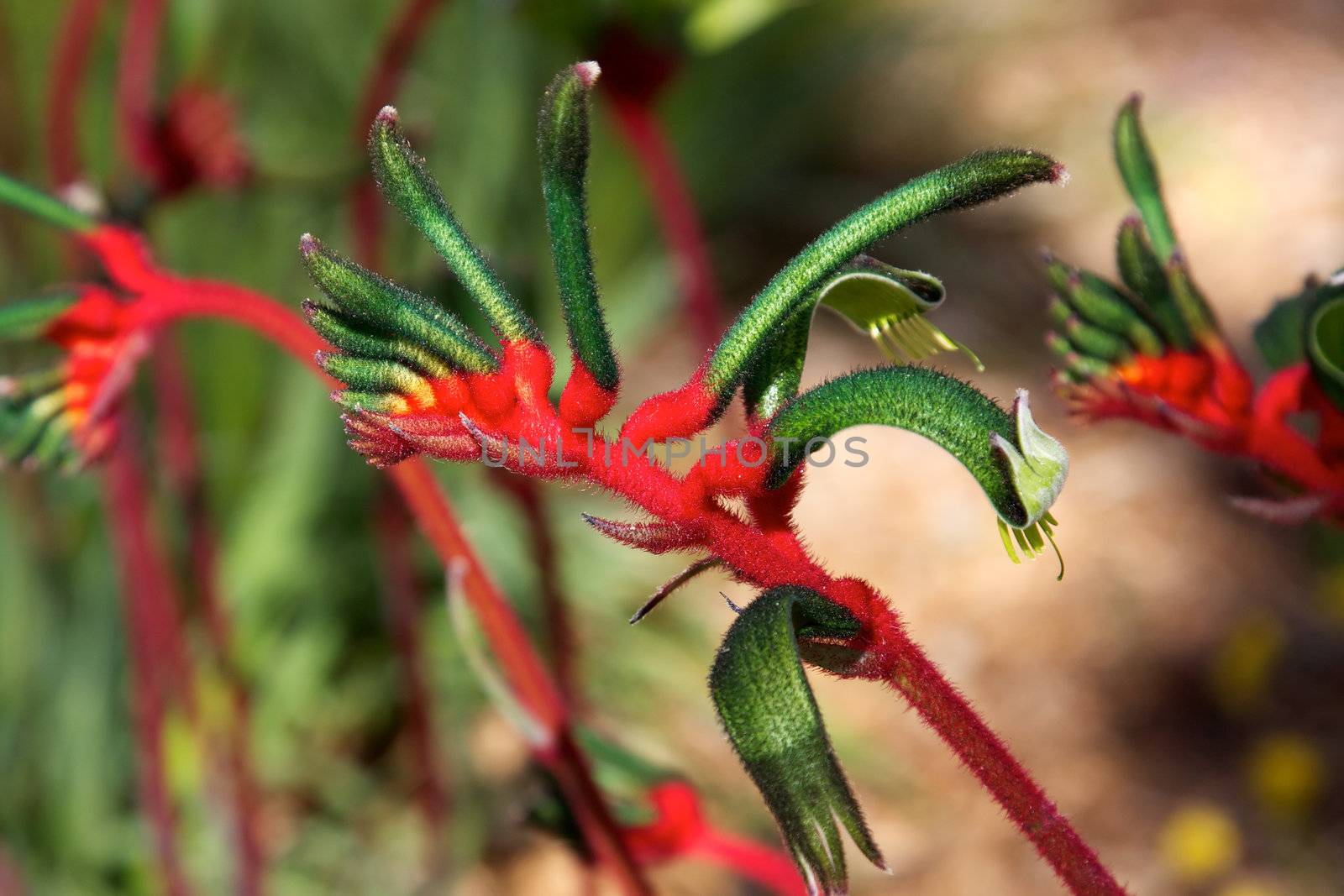 The Red and Green Kangaroo Paw (Anigozanthos manglesii)  – Western Australia's floral emblem.