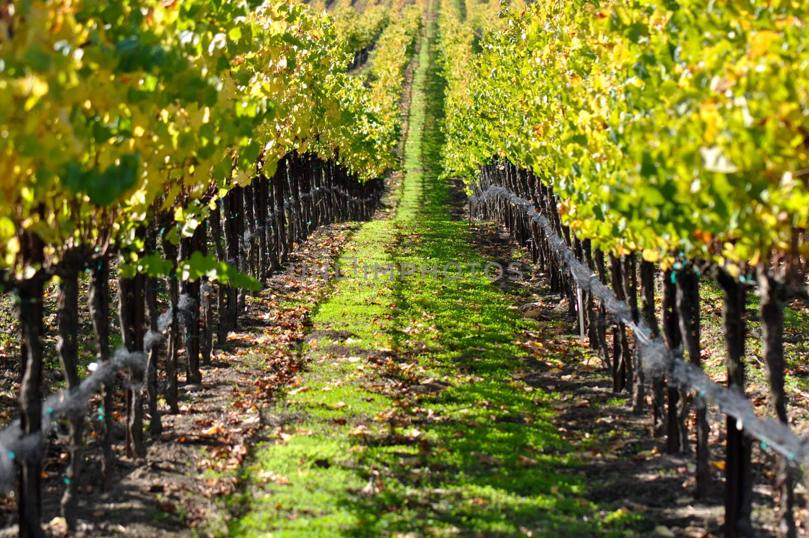 Vineyard in Autumn Fall by bbourdages