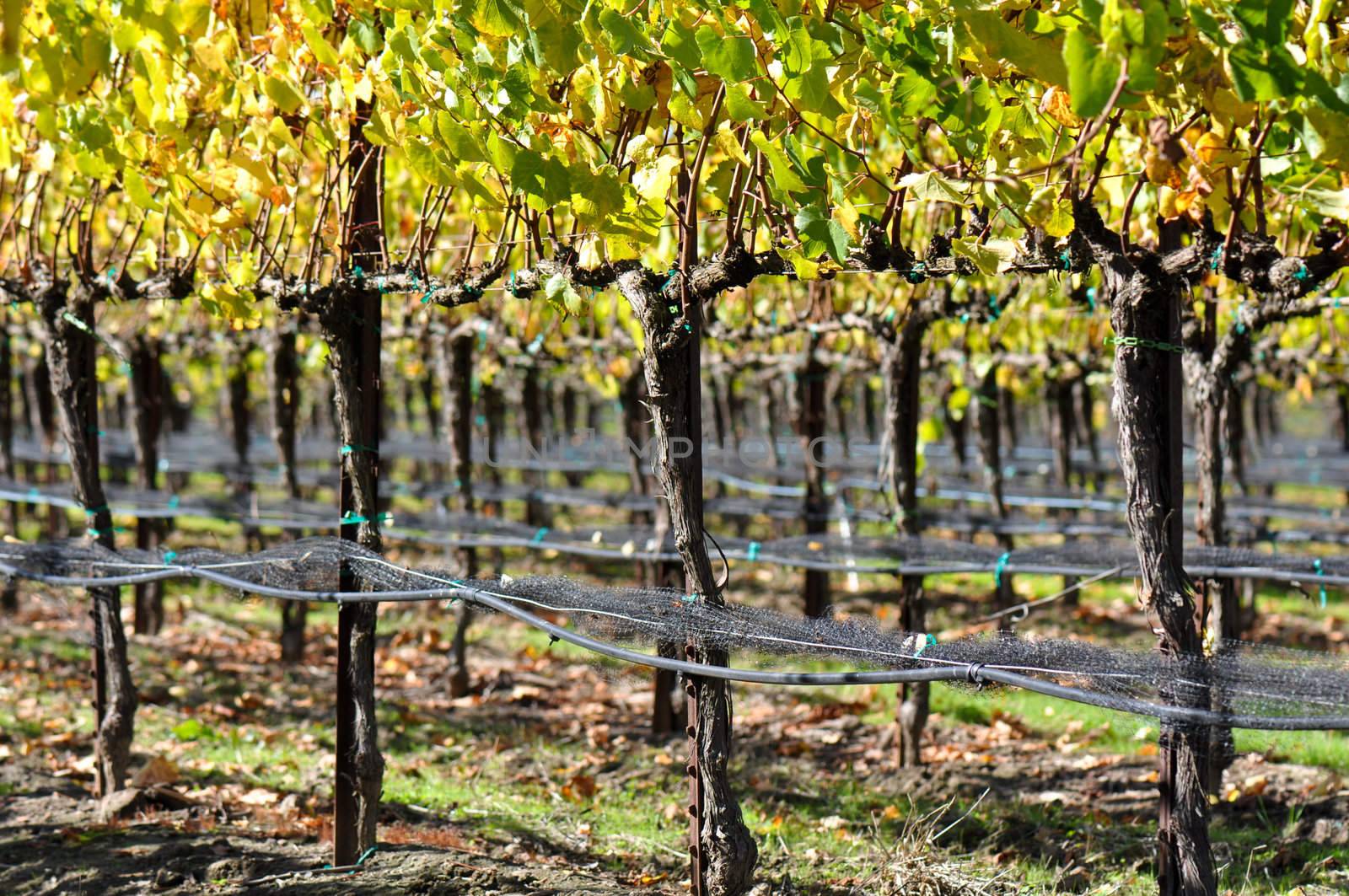 Vineyard in Autumn Fall