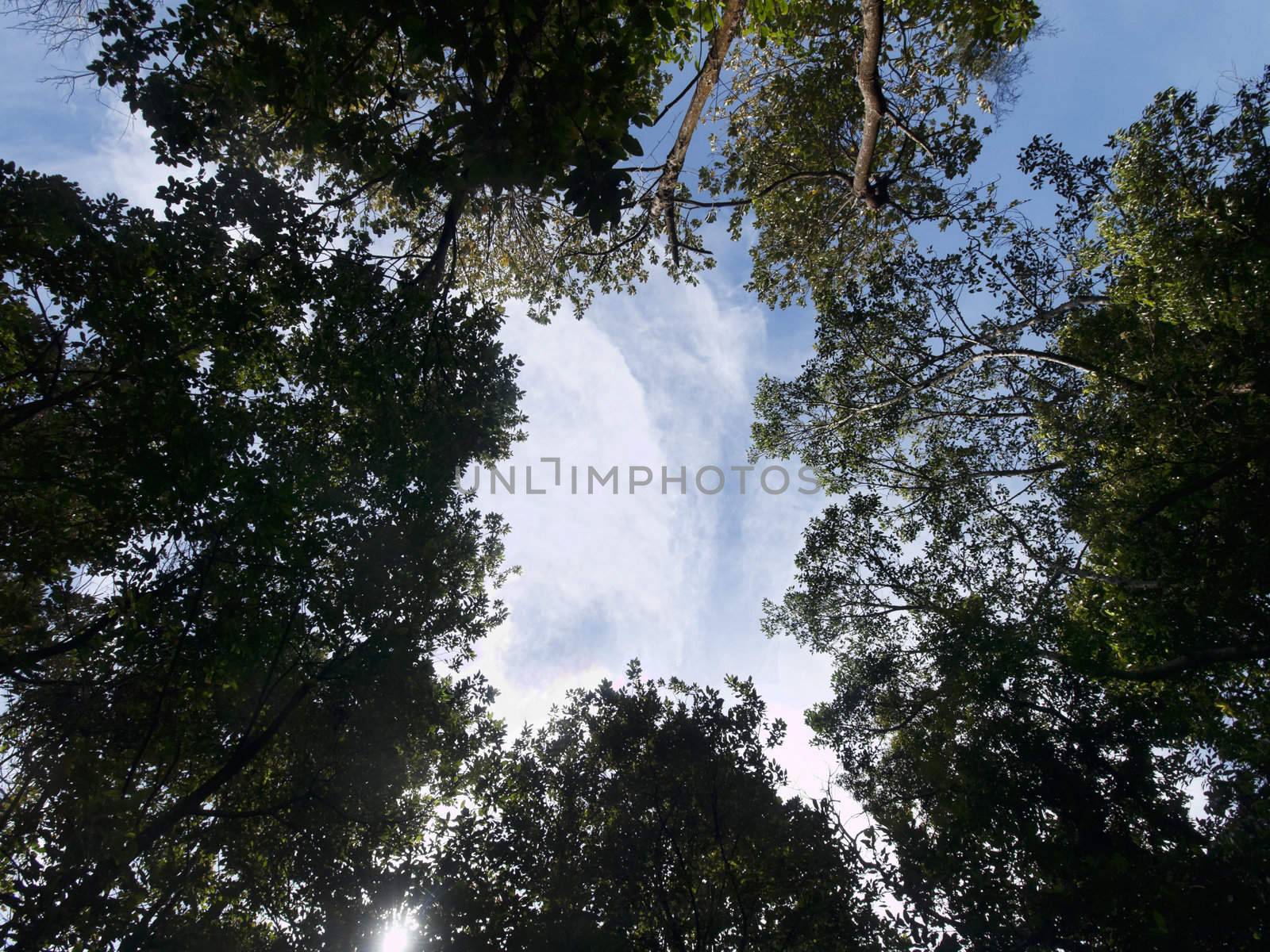Ground view shot of a tropical forest in Malaysia