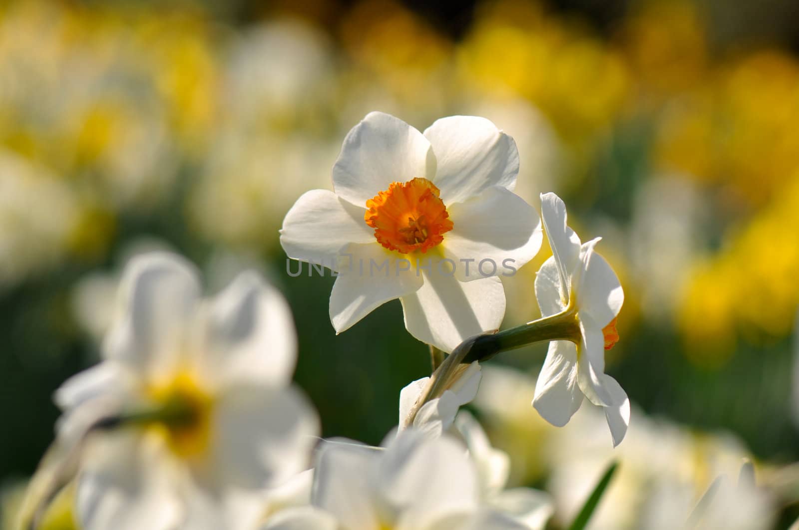 White Daffodil Flower by bbourdages