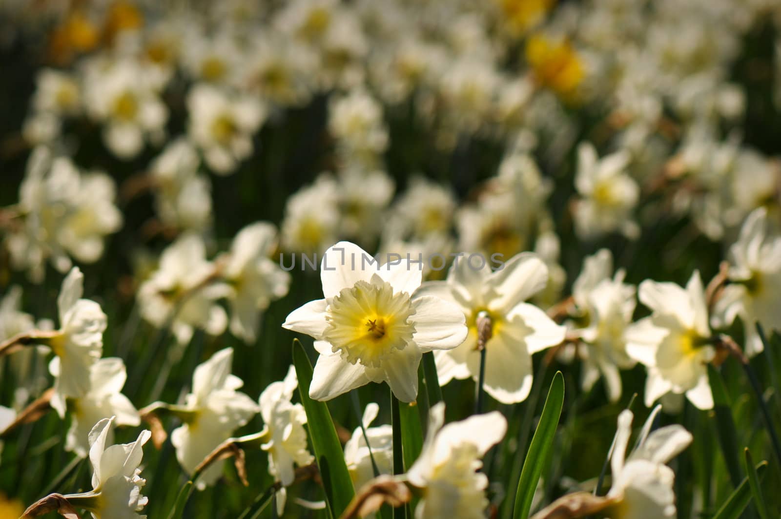 White Daffodil Flower