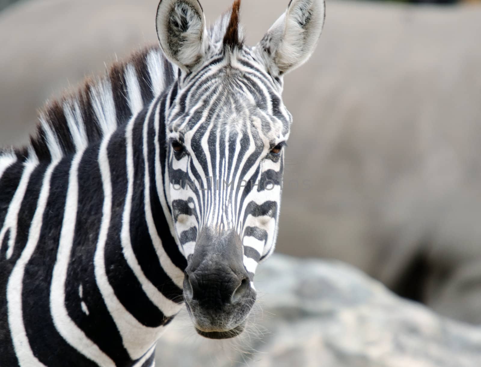 Close up portrait of a beautiful zebra