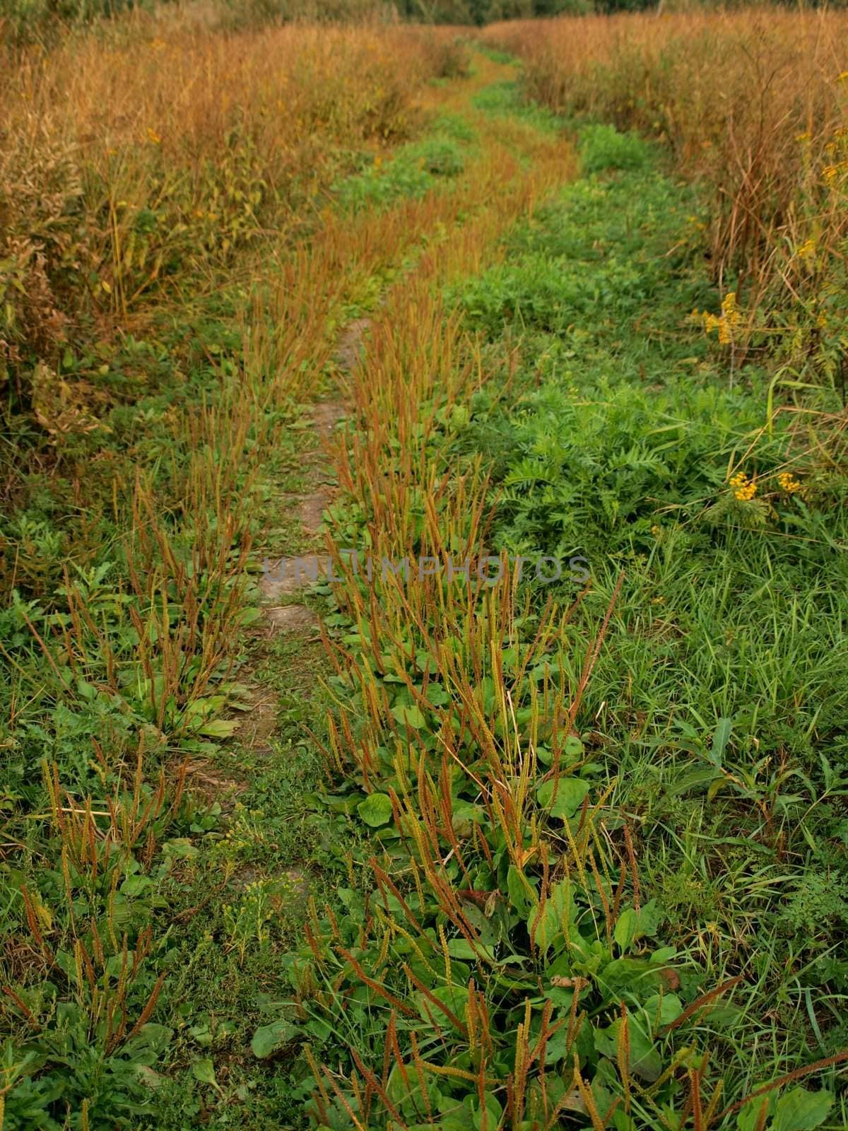 Path through the field by Alminaite