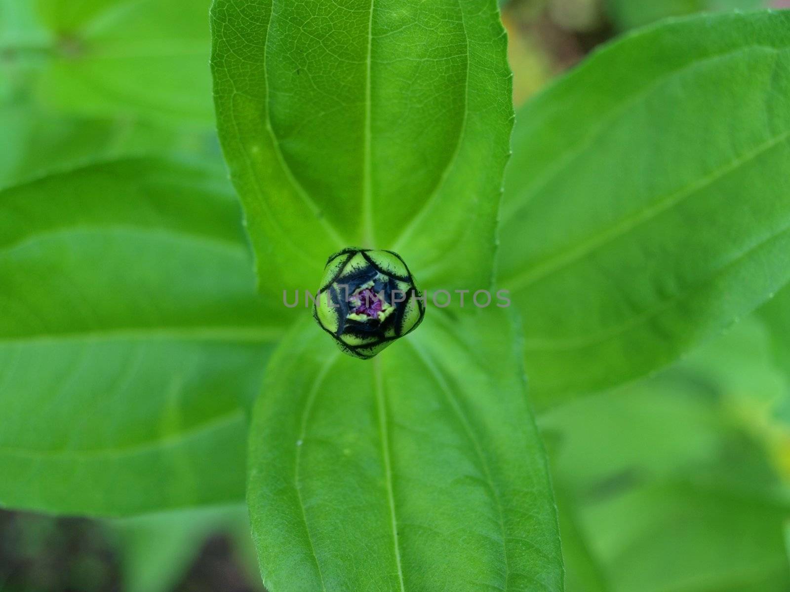 Compact violet flower bud against bright green leaves