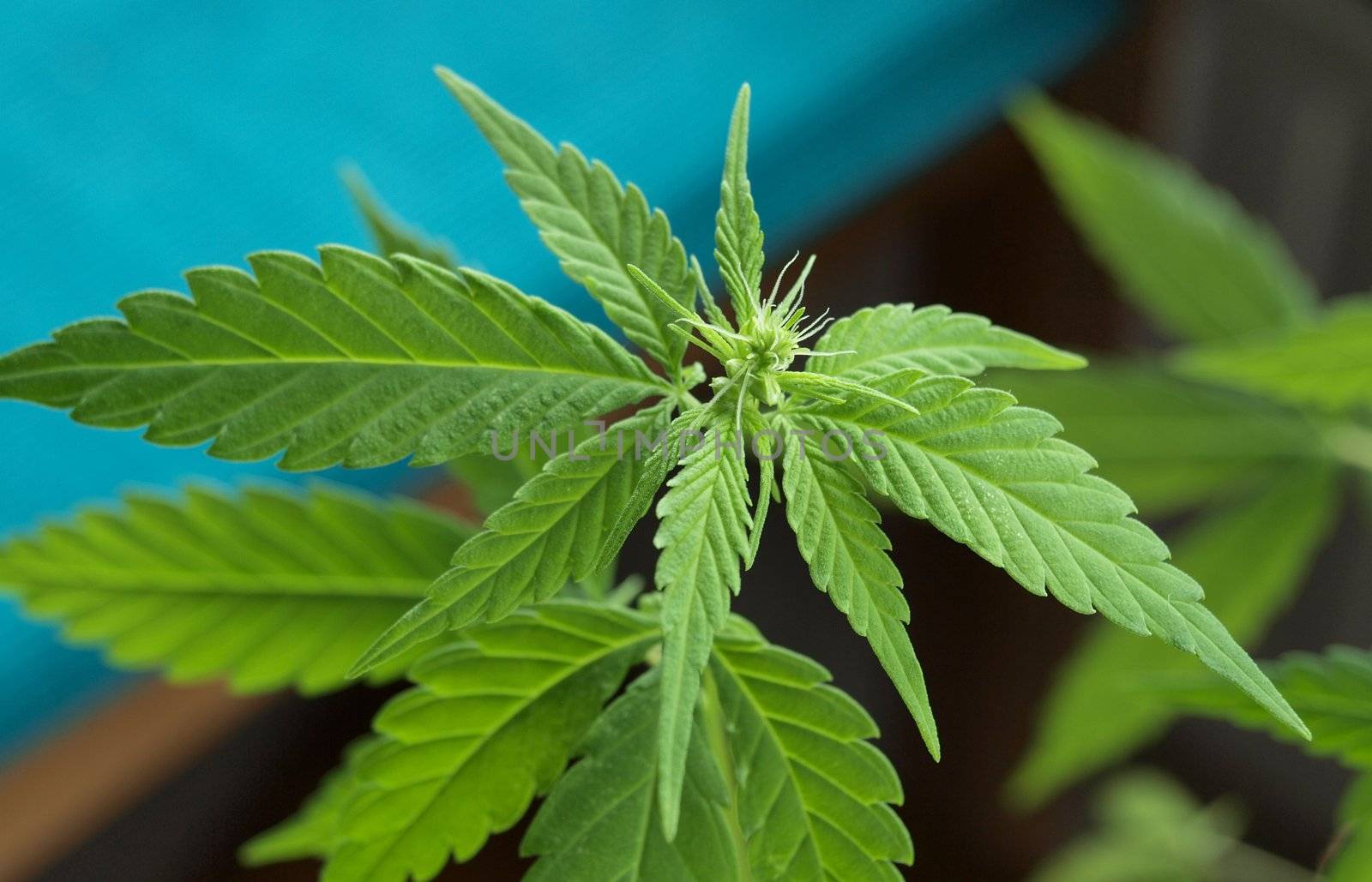 Close-up of green leaves and flower of fresh growing marijuana plant